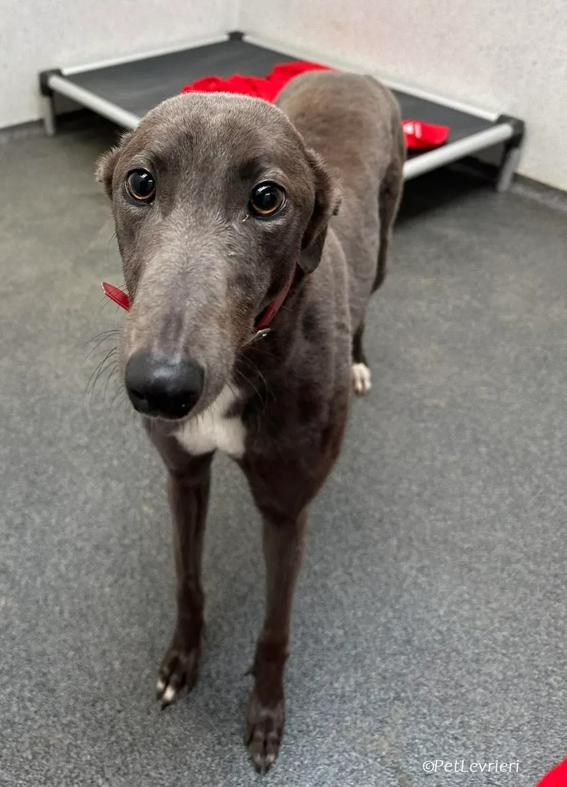 Shappire adozione levrieri greyhound 4 e1704137295598