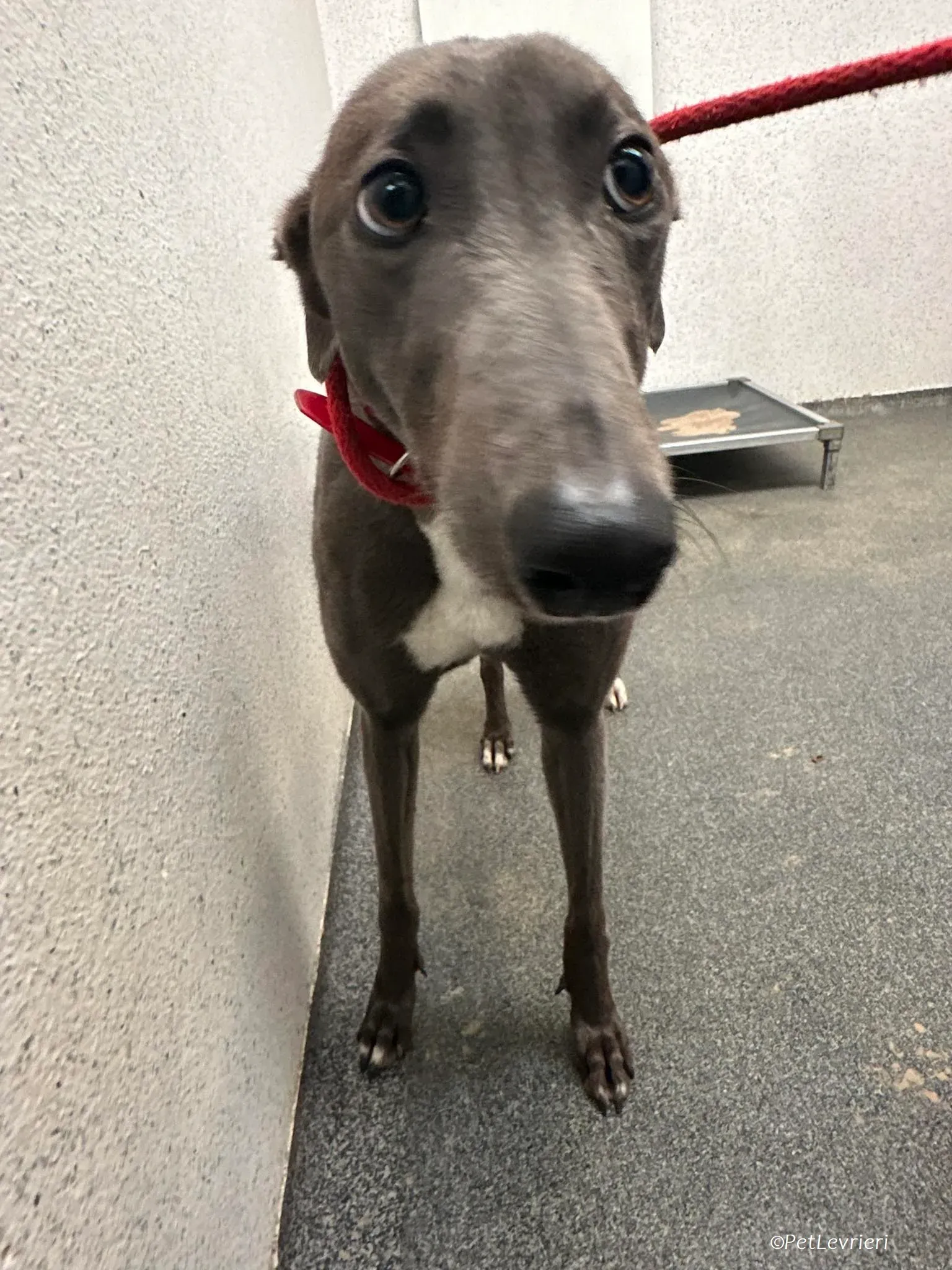 Shappire adozione levrieri greyhound 5