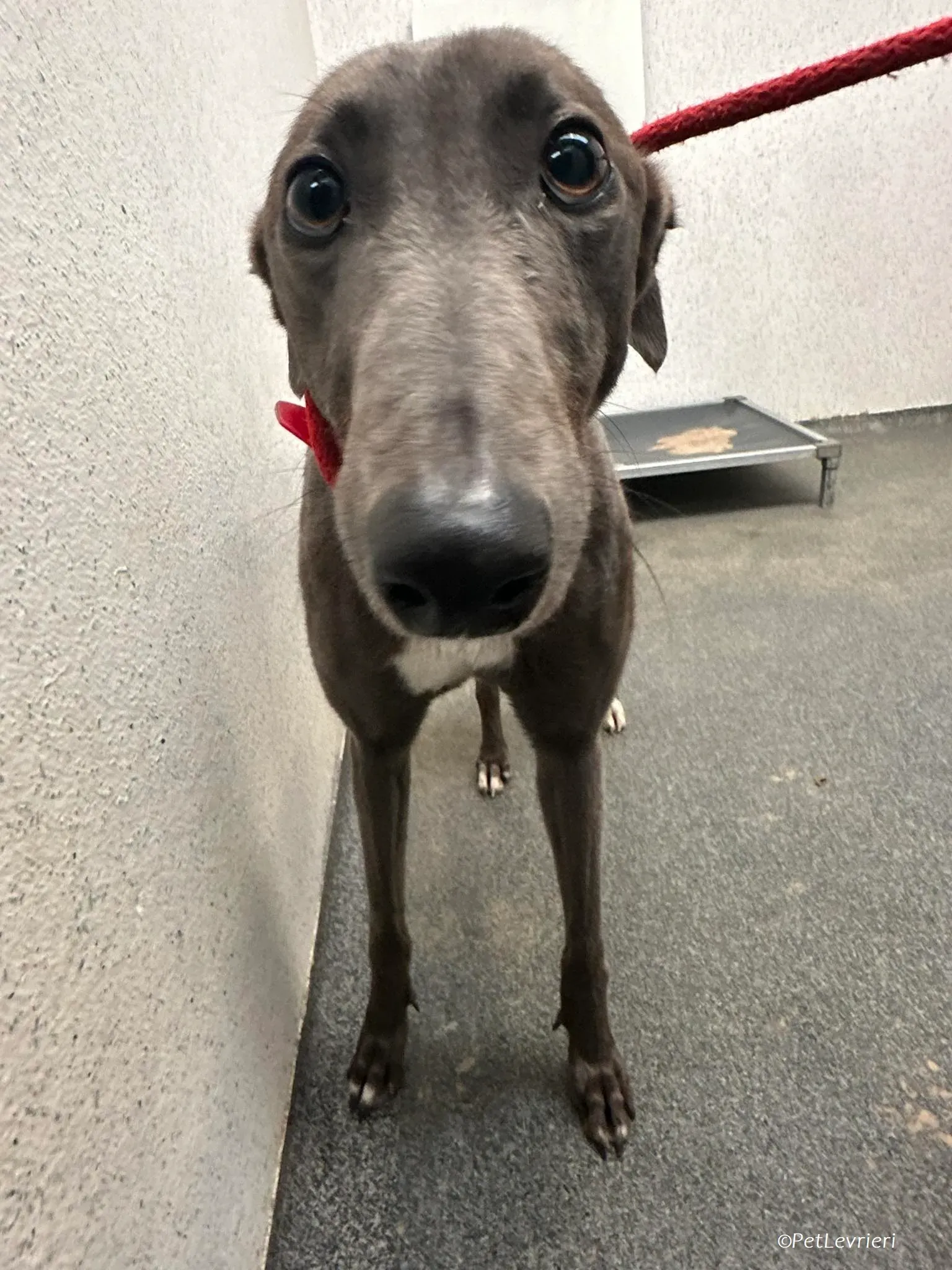 Shappire adozione levrieri greyhound 6