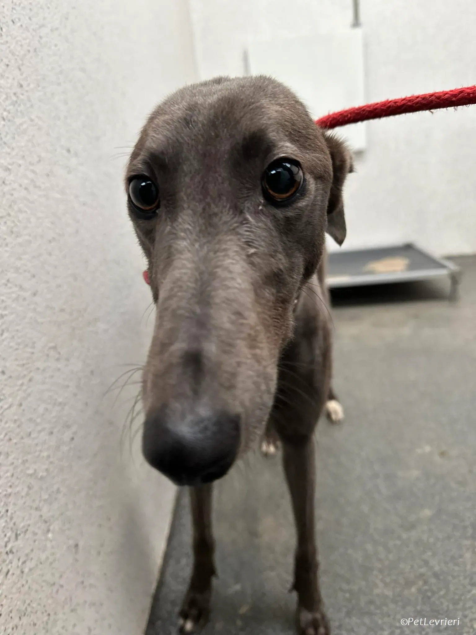 Shappire adozione levrieri greyhound 7