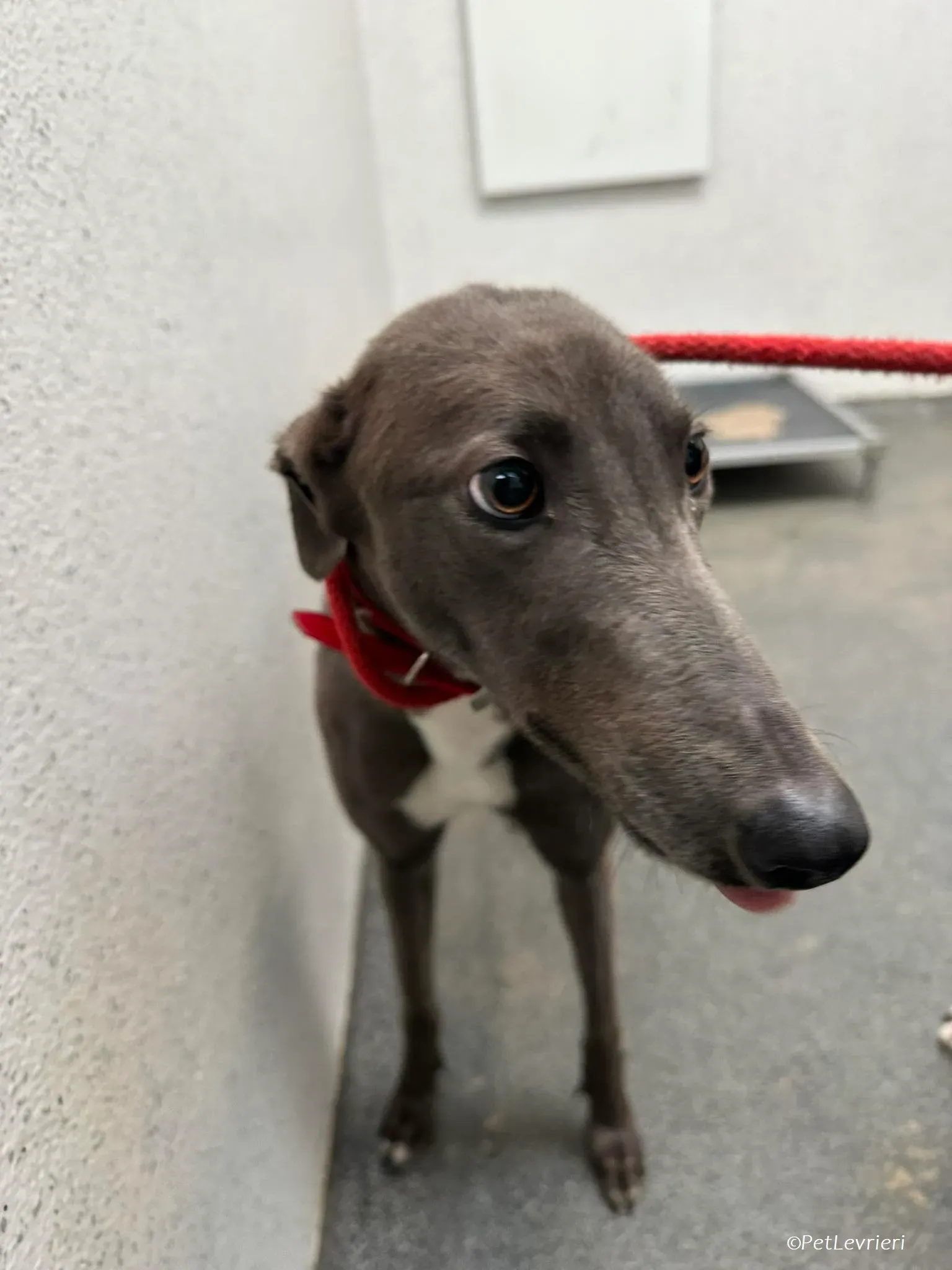 Shappire adozione levrieri greyhound 8