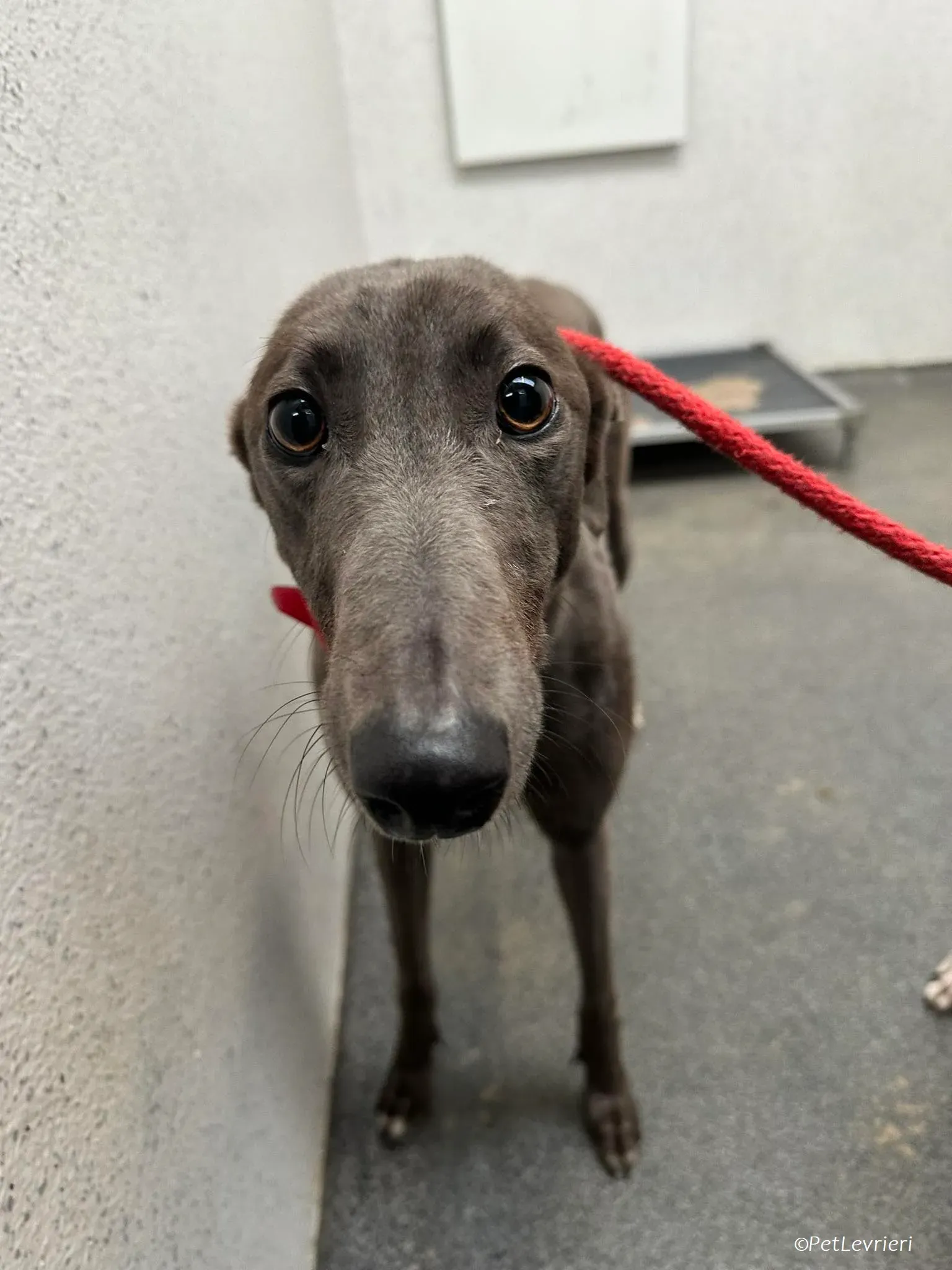 Shappire adozione levrieri greyhound 9