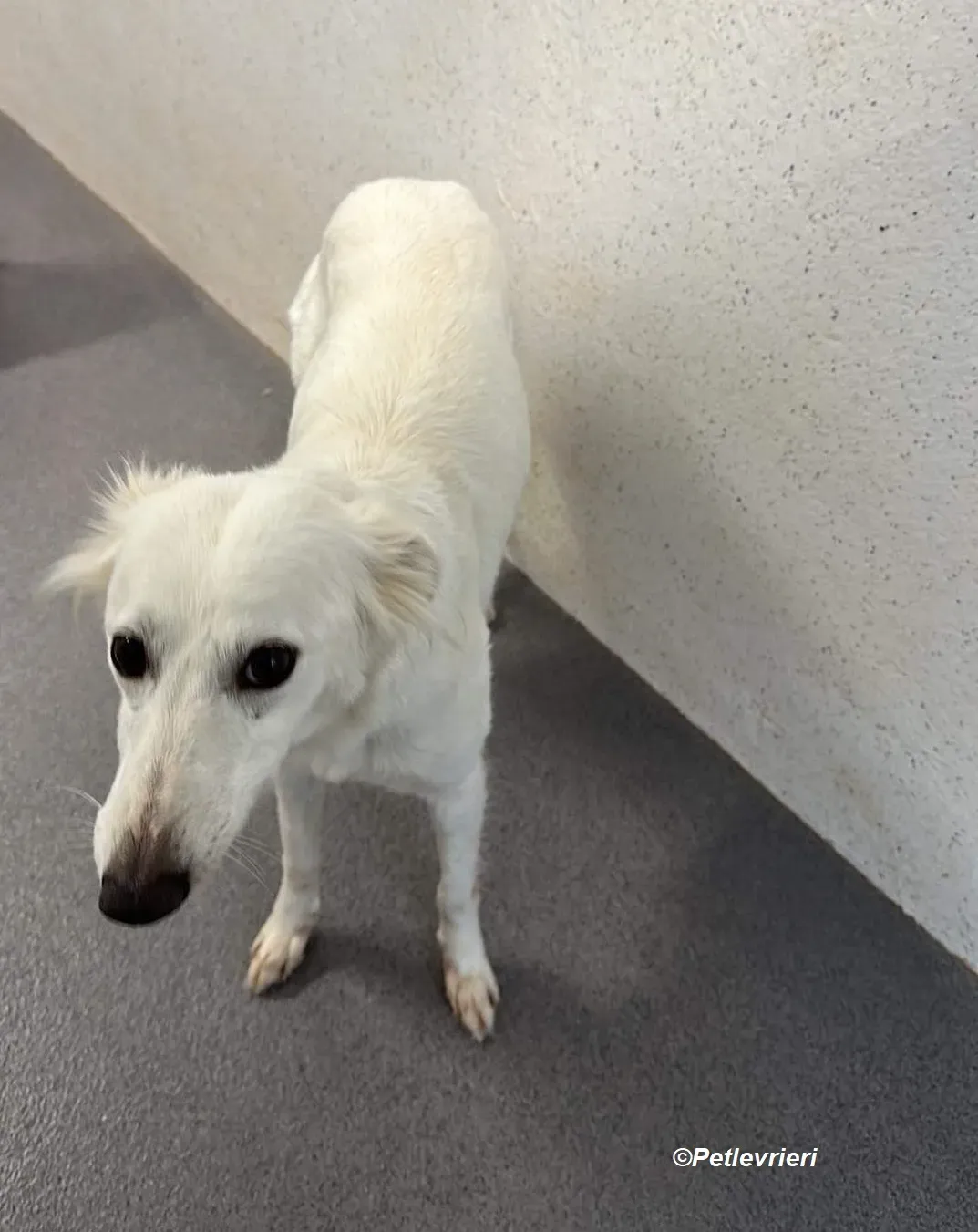 Shelby adozione levrieri greyhound 1