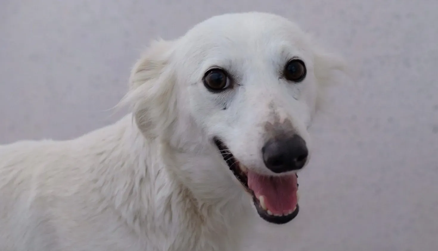 Shelby adozione levrieri greyhound 10 e1677084063956