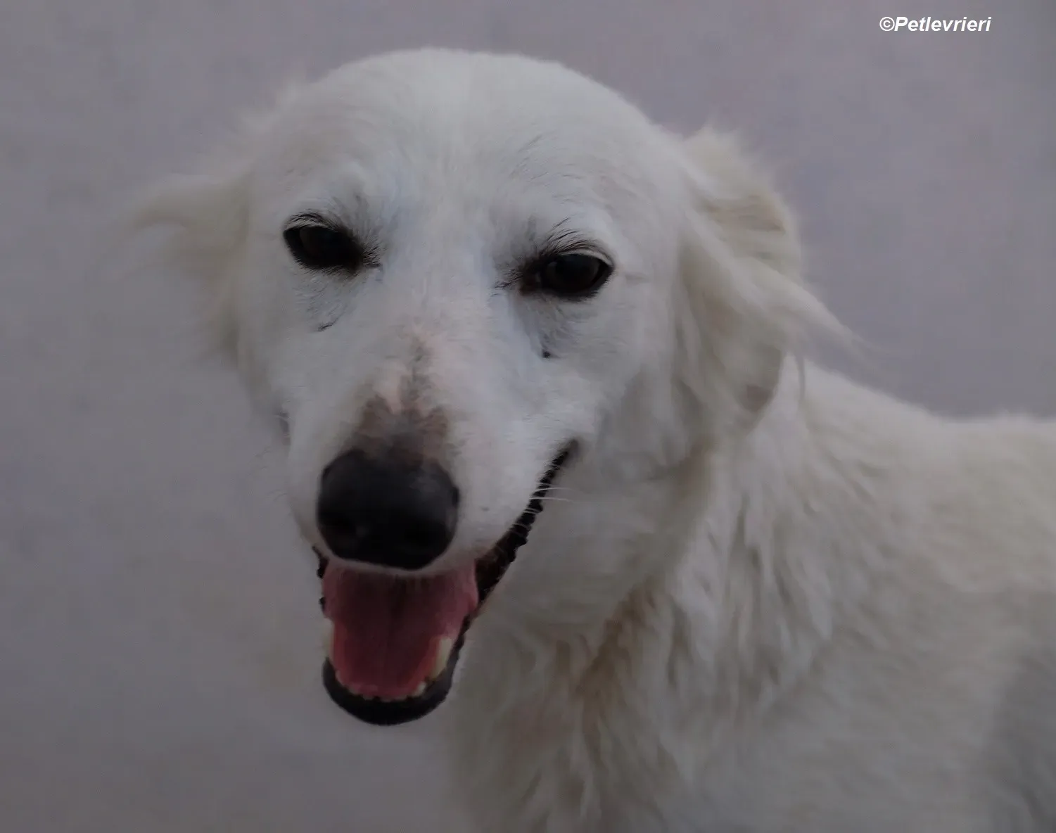 Shelby adozione levrieri greyhound 11