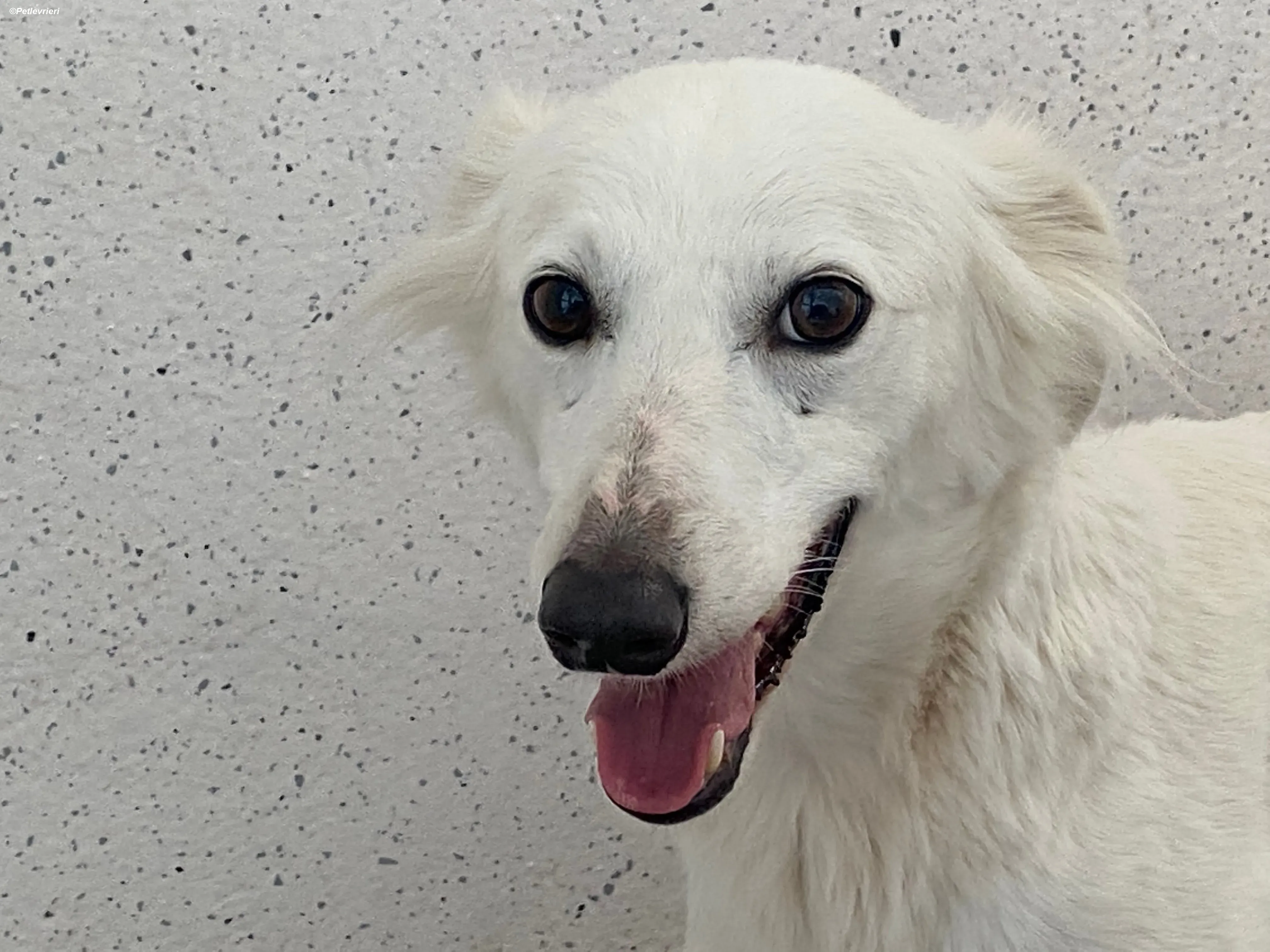 Shelby adozione levrieri greyhound 12