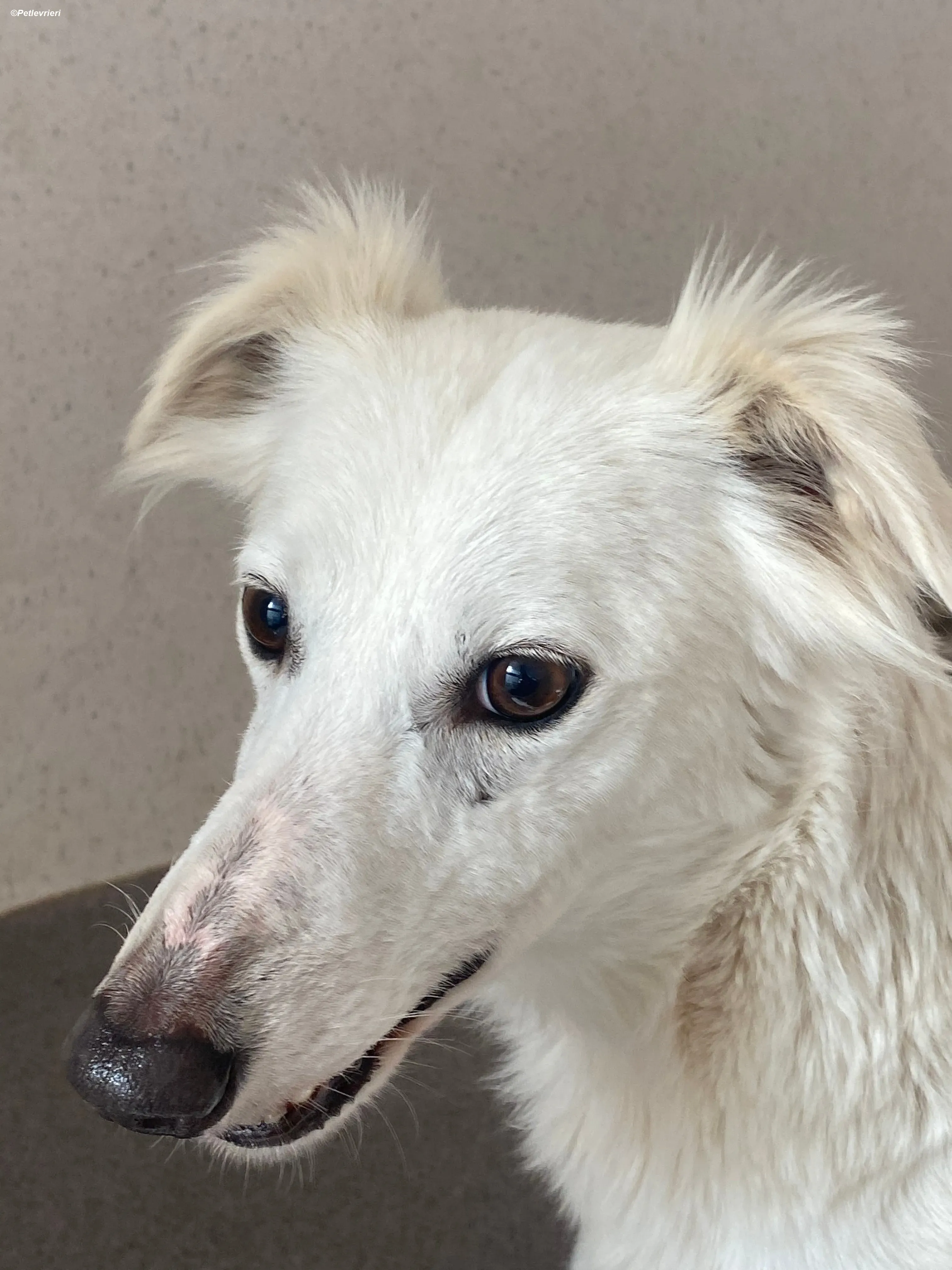 Shelby adozione levrieri greyhound 13