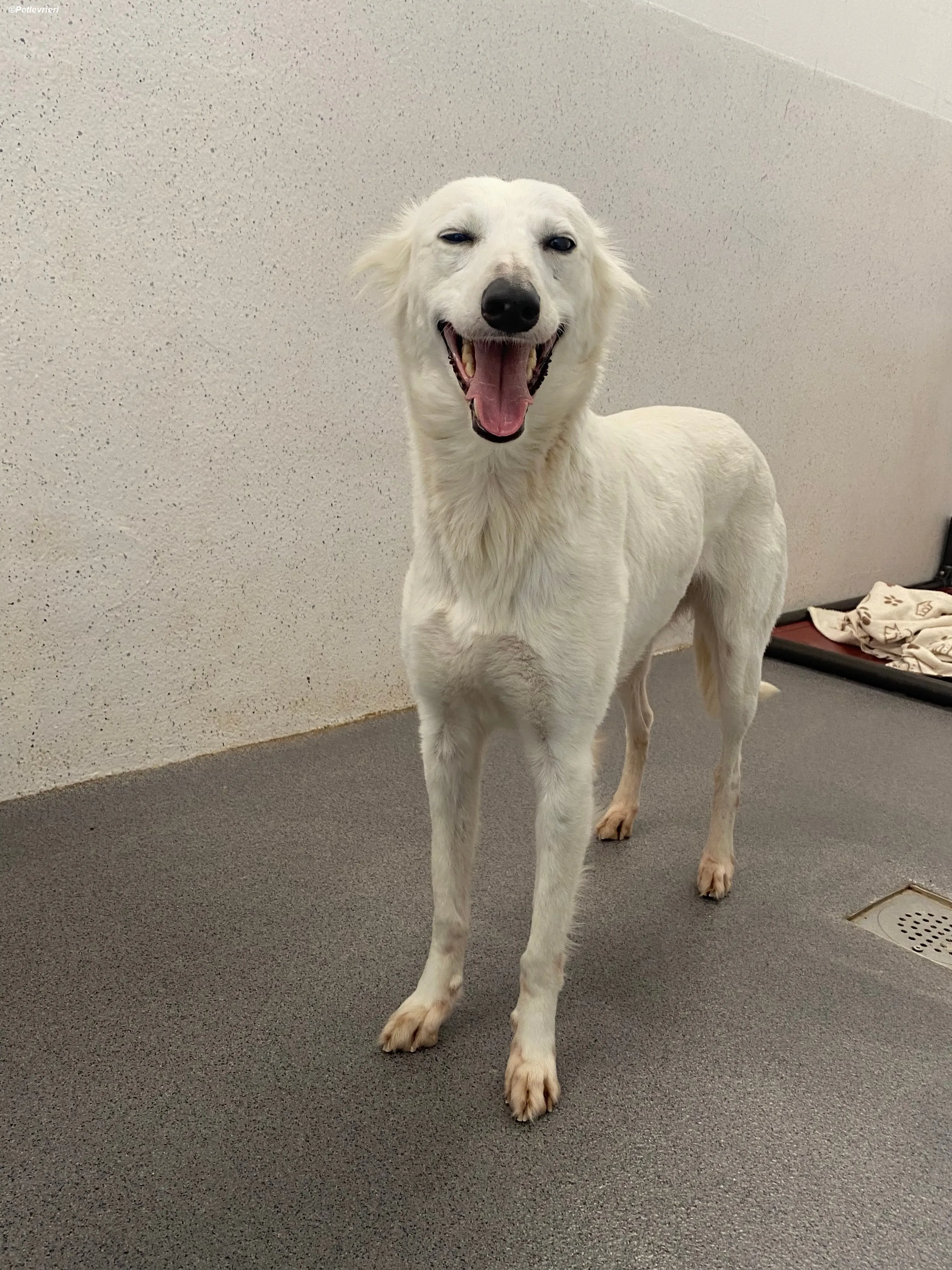 Shelby adozione levrieri greyhound 14