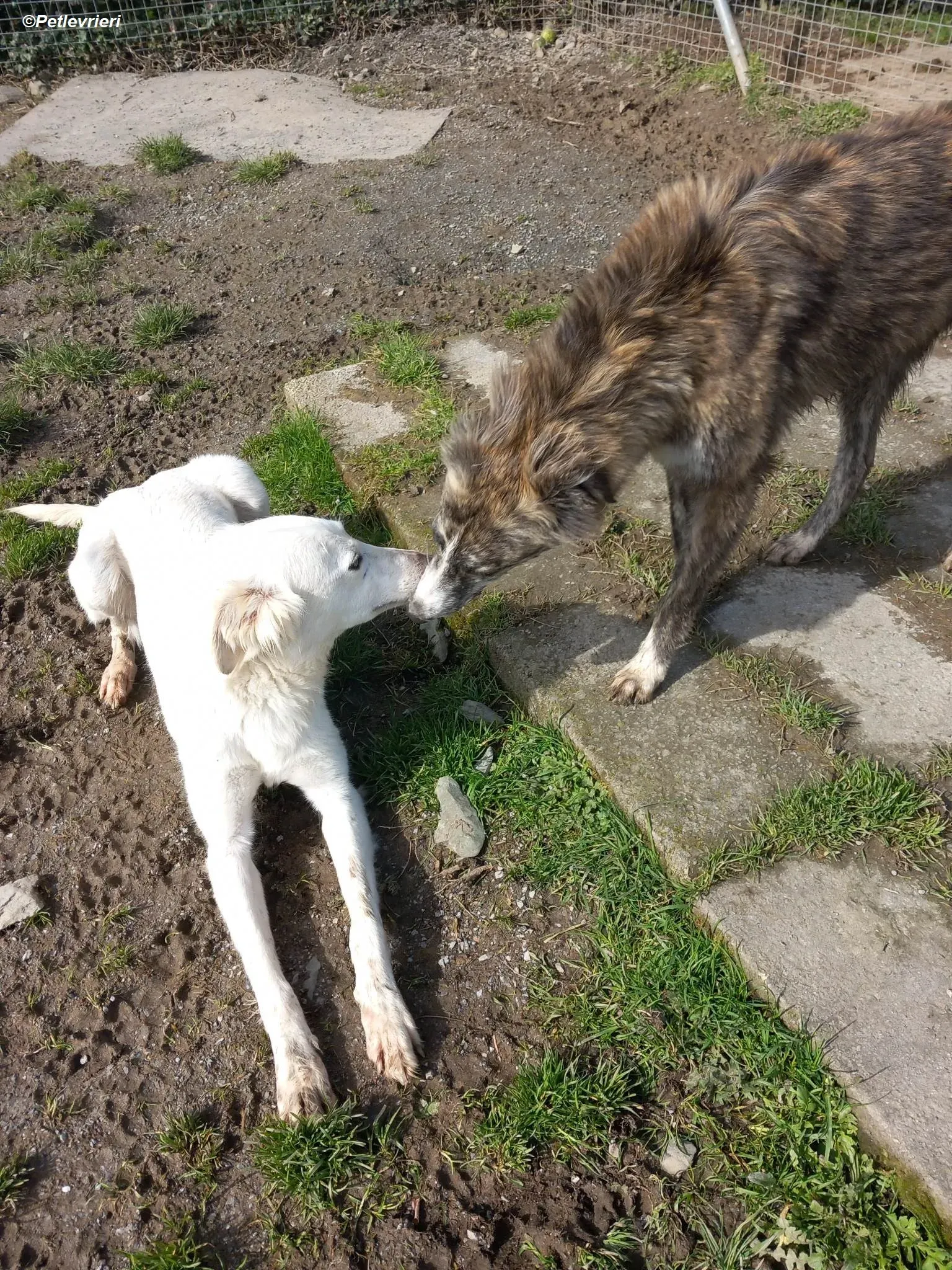 Shelby adozione levrieri greyhound 17