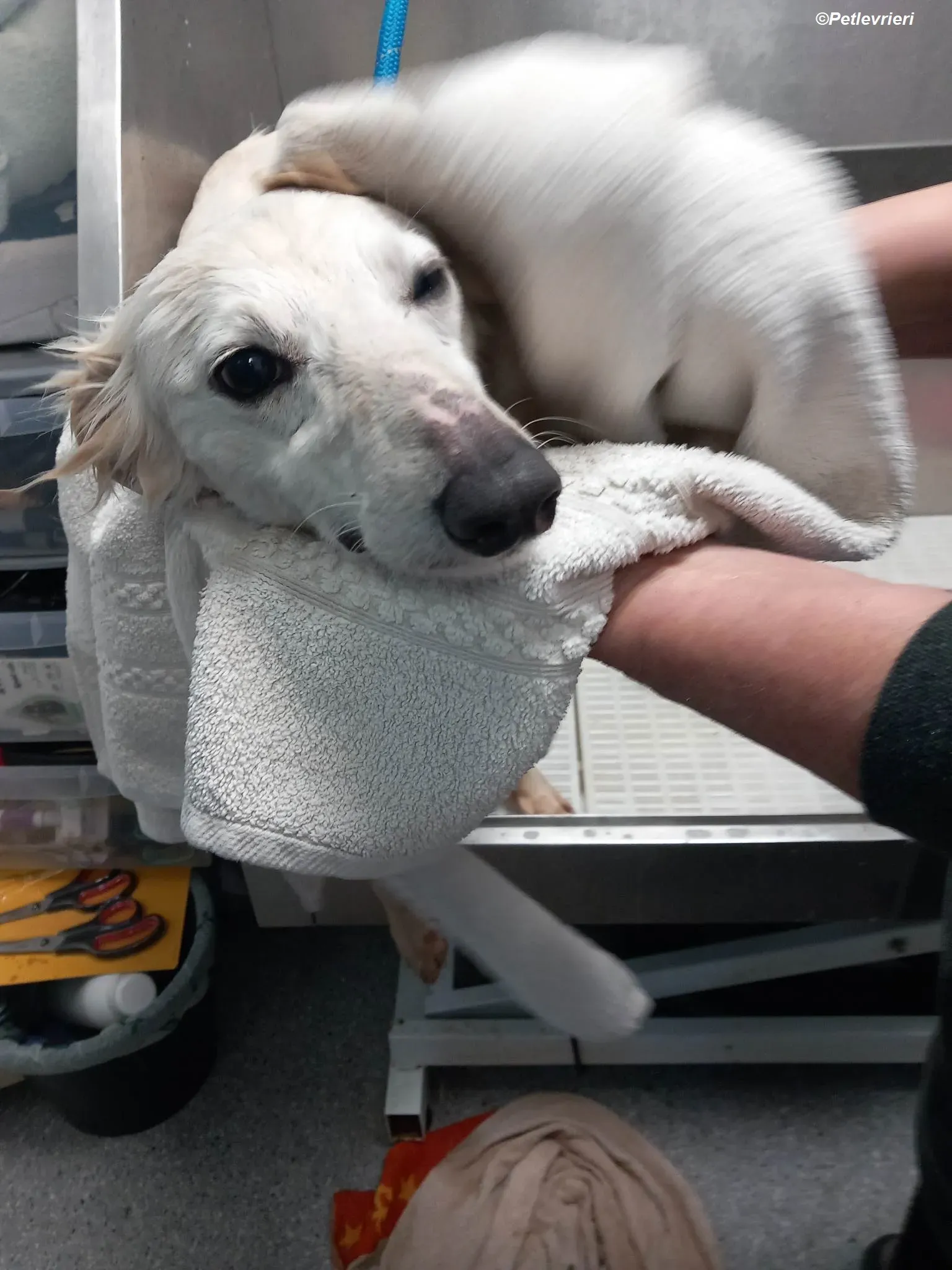 Shelby adozione levrieri greyhound 18