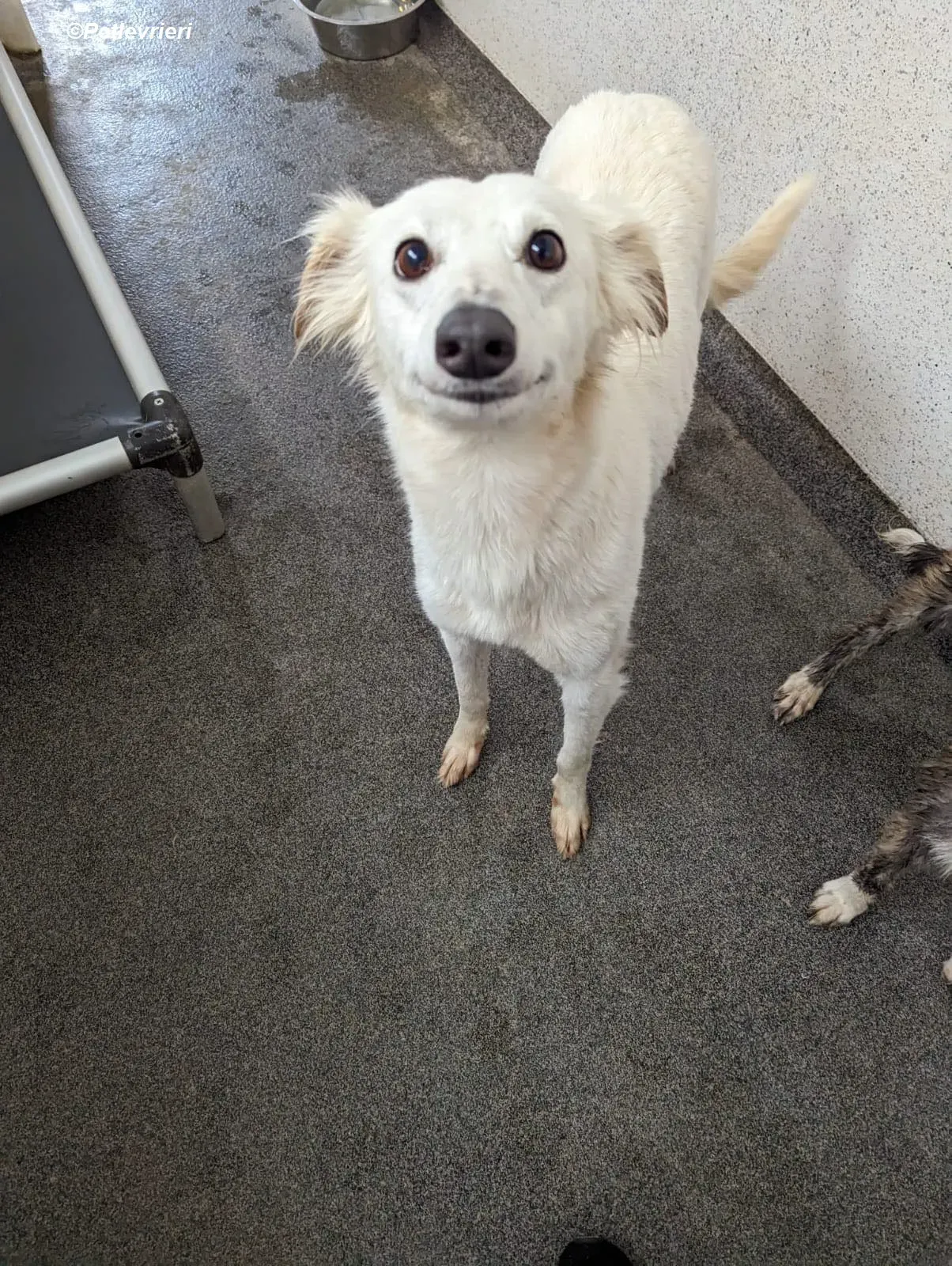 Shelby adozione levrieri greyhound 19