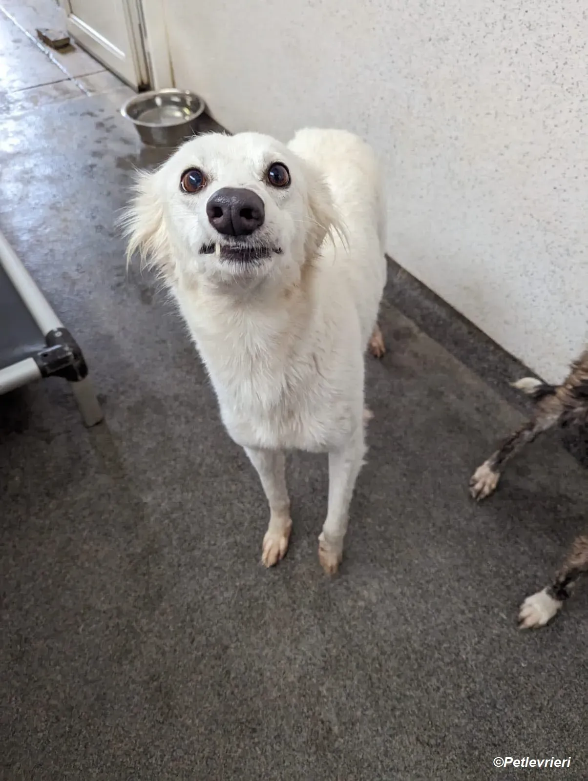 Shelby adozione levrieri greyhound 20