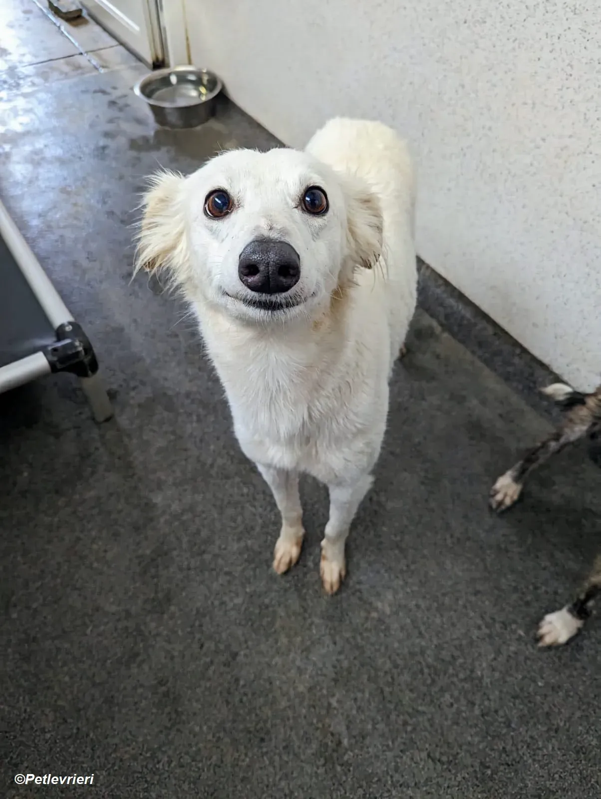 Shelby adozione levrieri greyhound 21