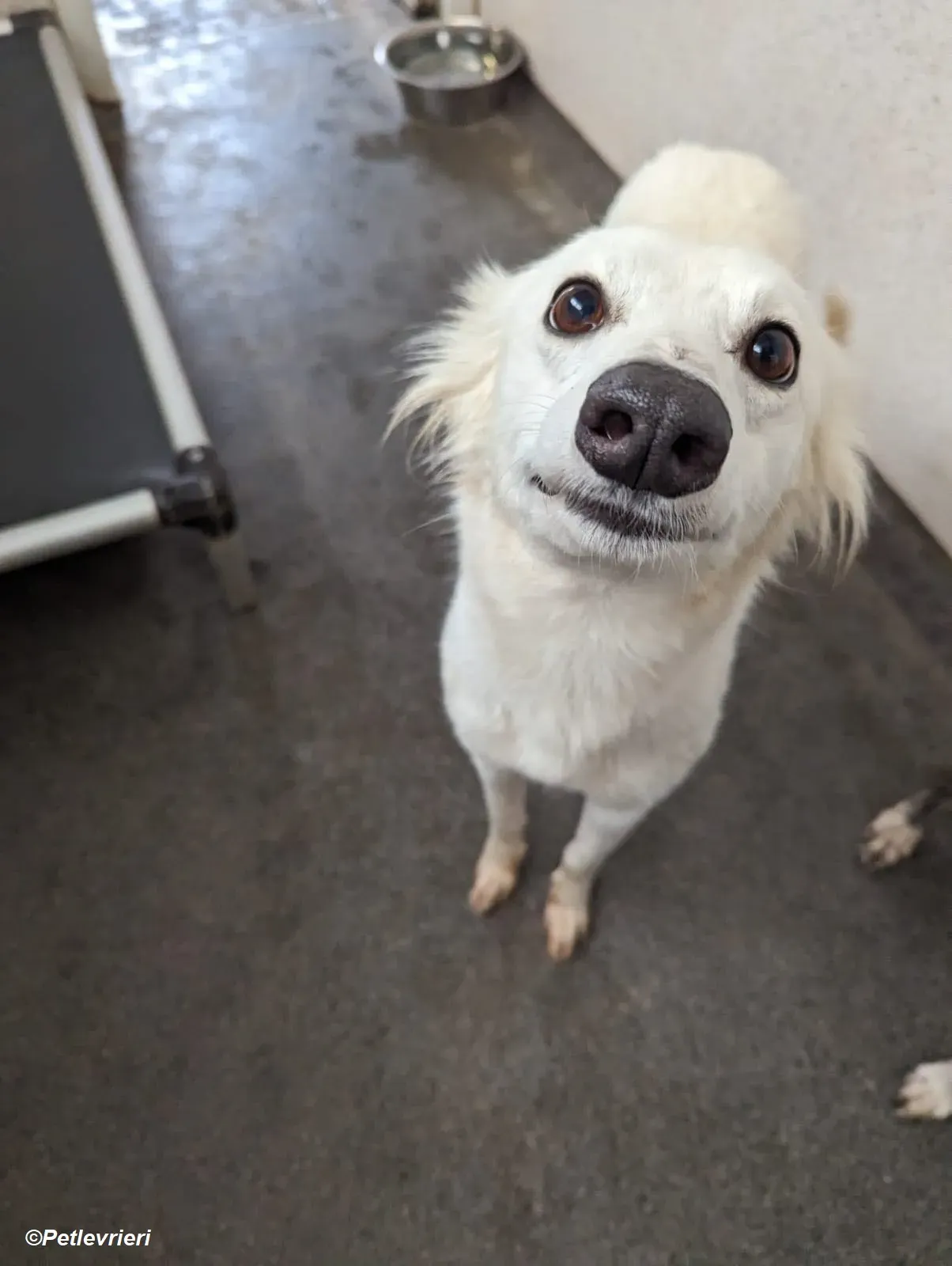 Shelby adozione levrieri greyhound 22