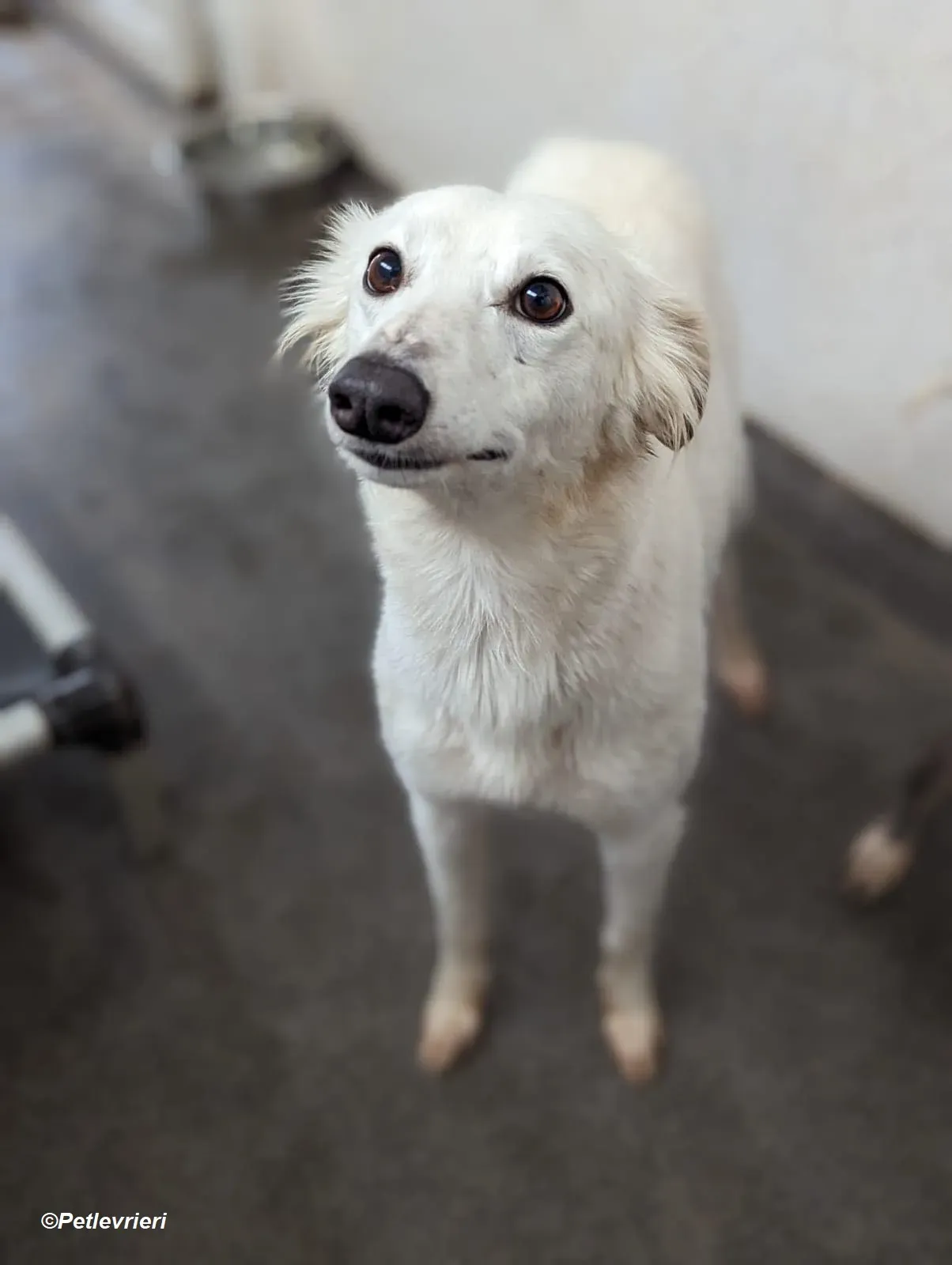 Shelby adozione levrieri greyhound 23