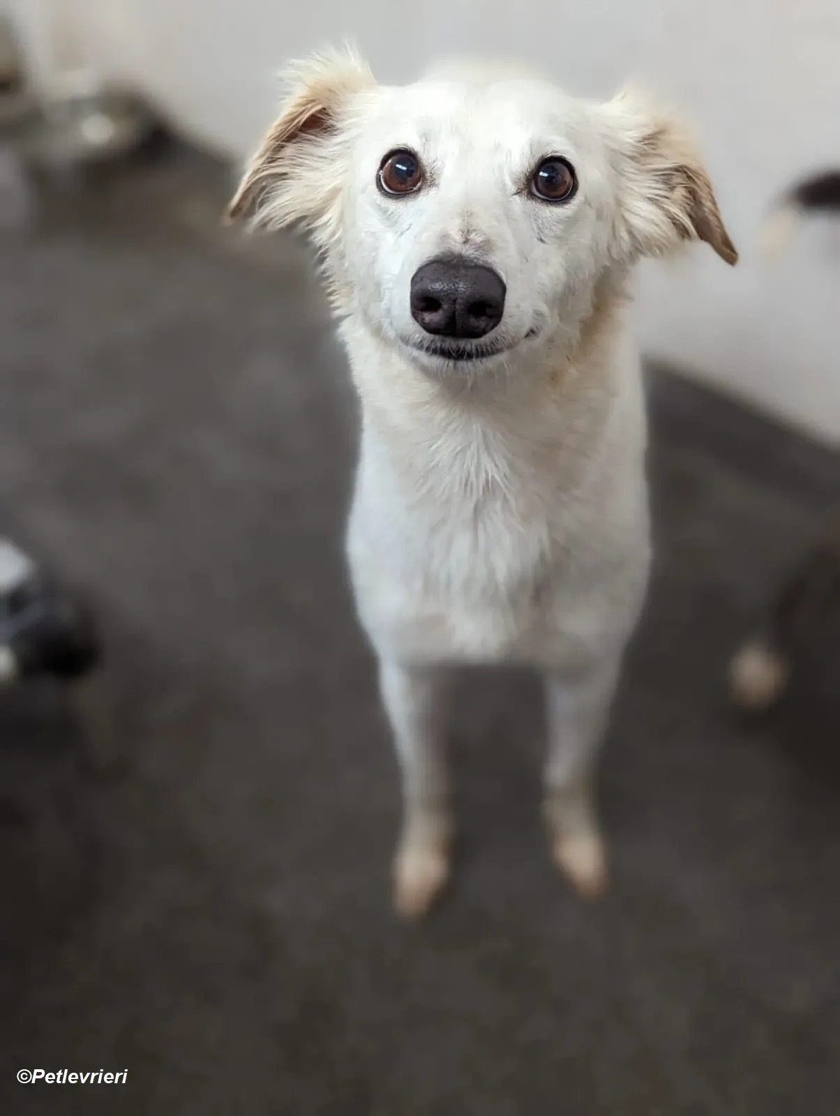 Shelby adozione levrieri greyhound 24