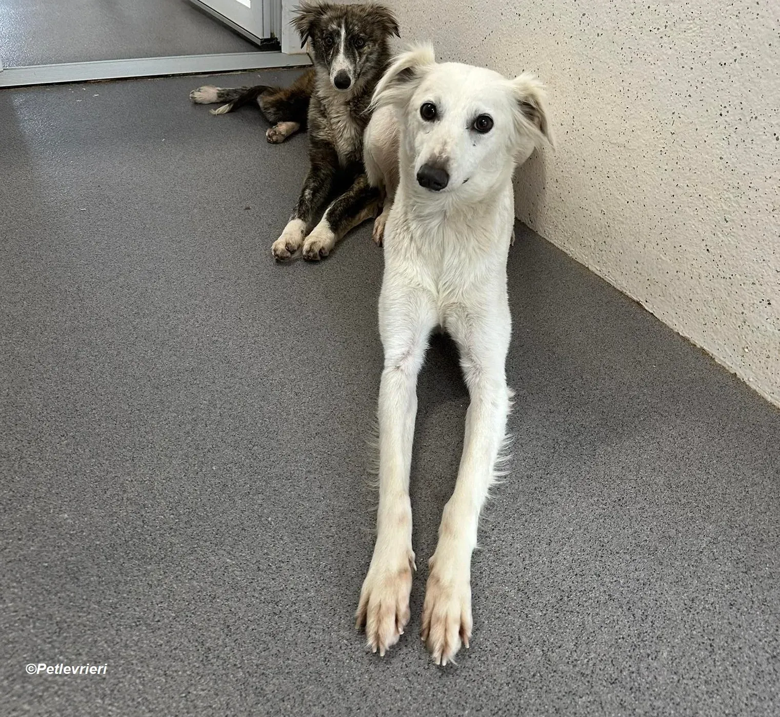 Shelby adozione levrieri greyhound 3