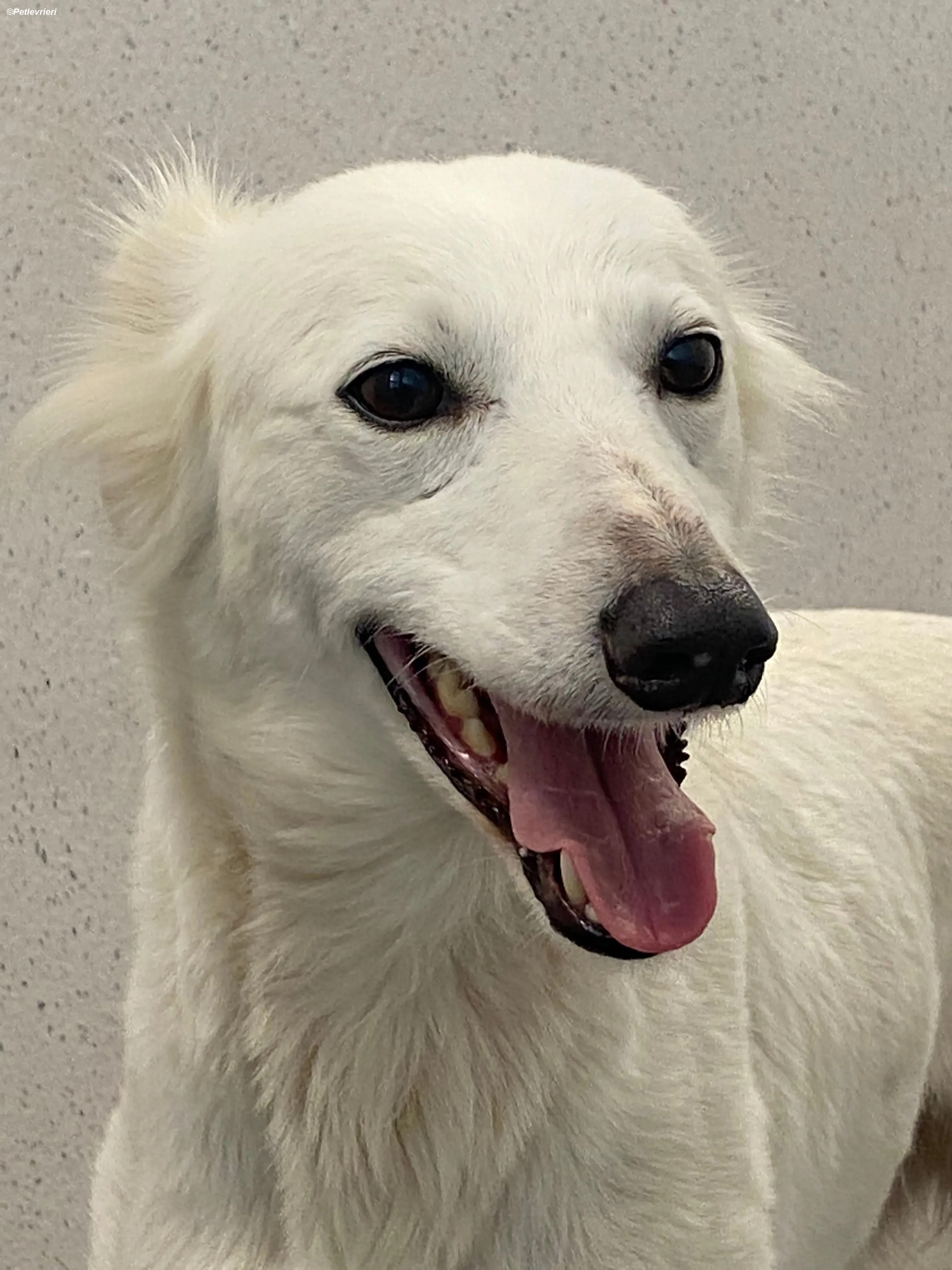 Shelby adozione levrieri greyhound 4