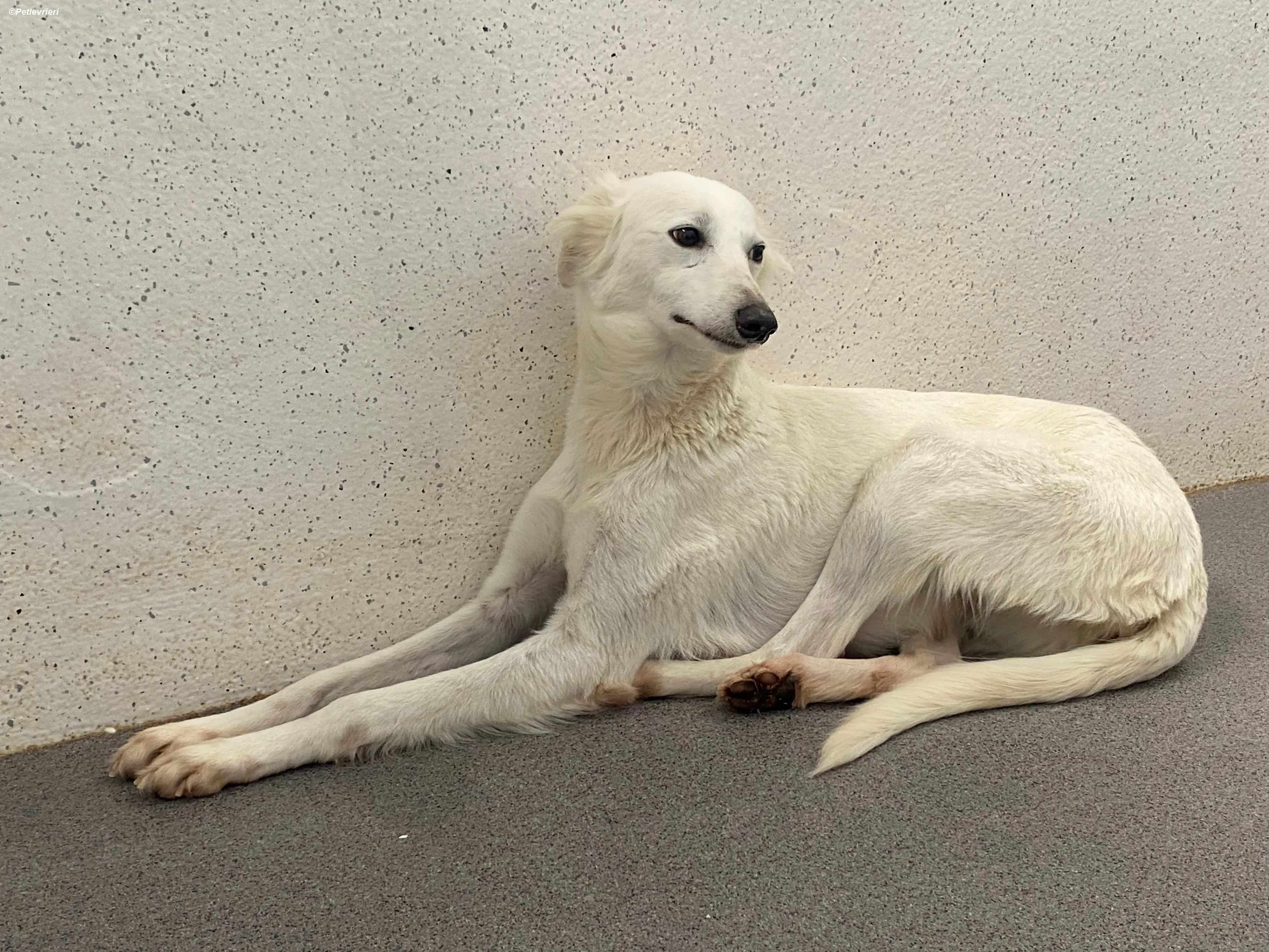 Shelby adozione levrieri greyhound 5