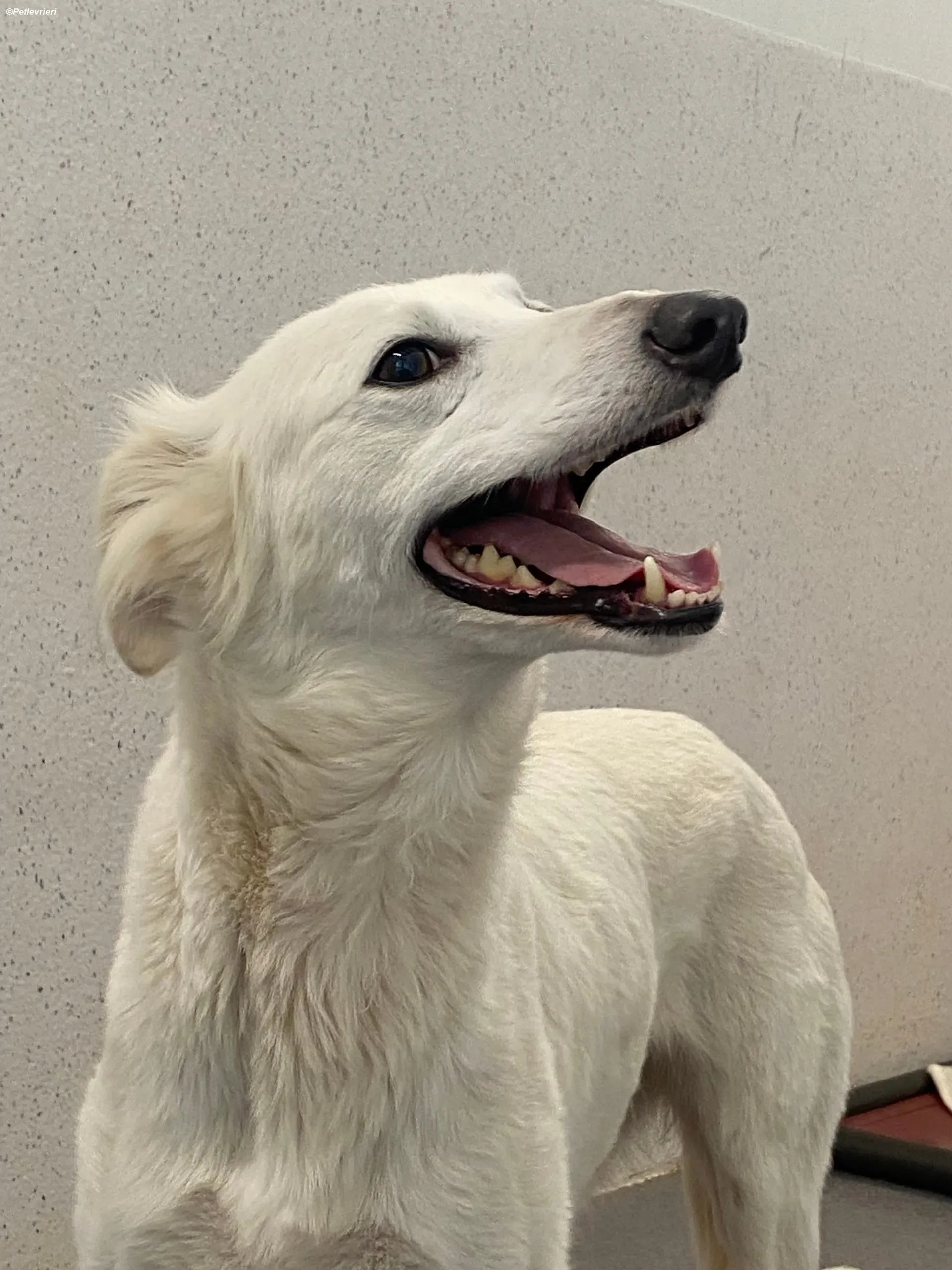 Shelby adozione levrieri greyhound 6 scaled