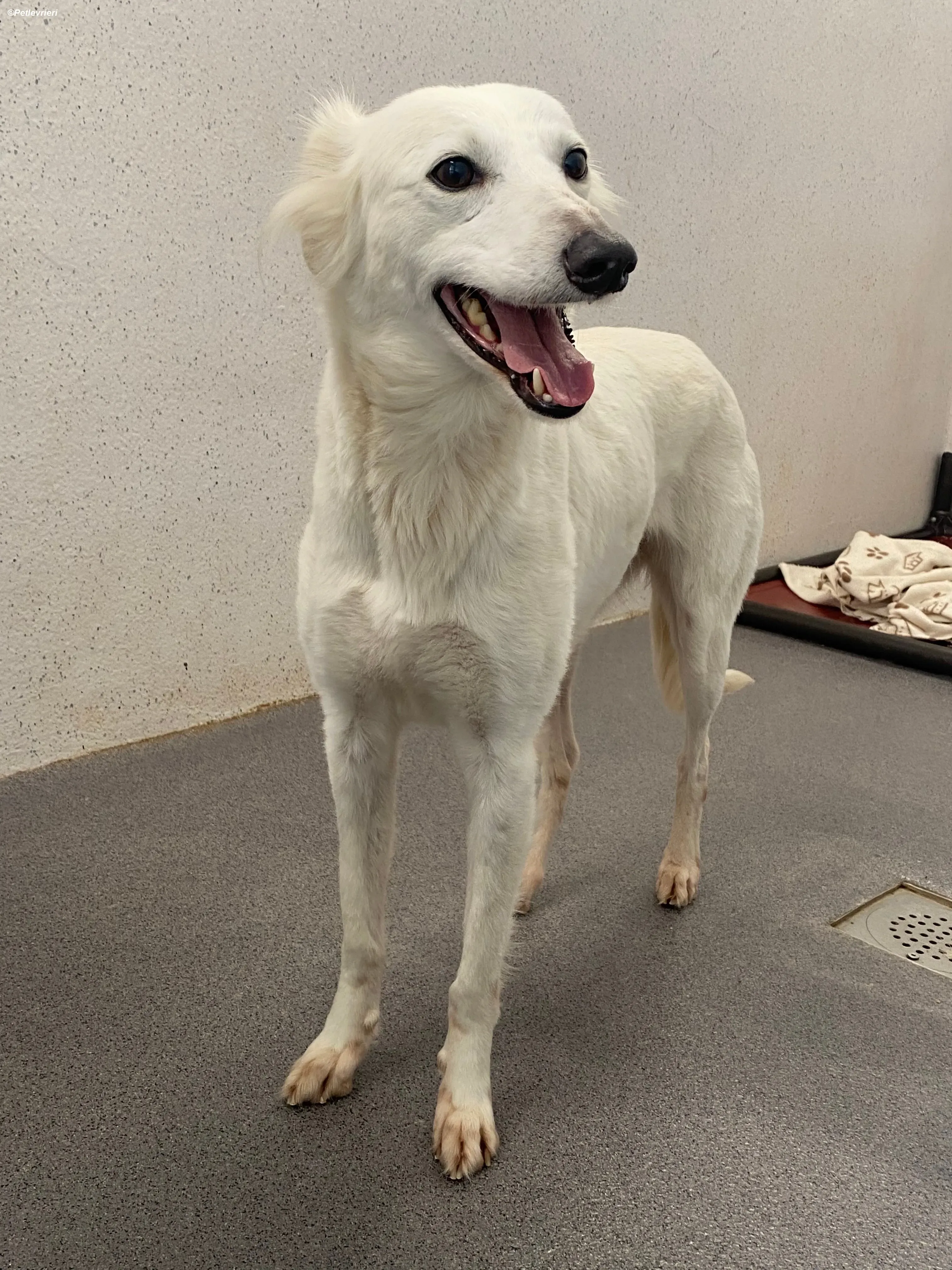 Shelby adozione levrieri greyhound 7