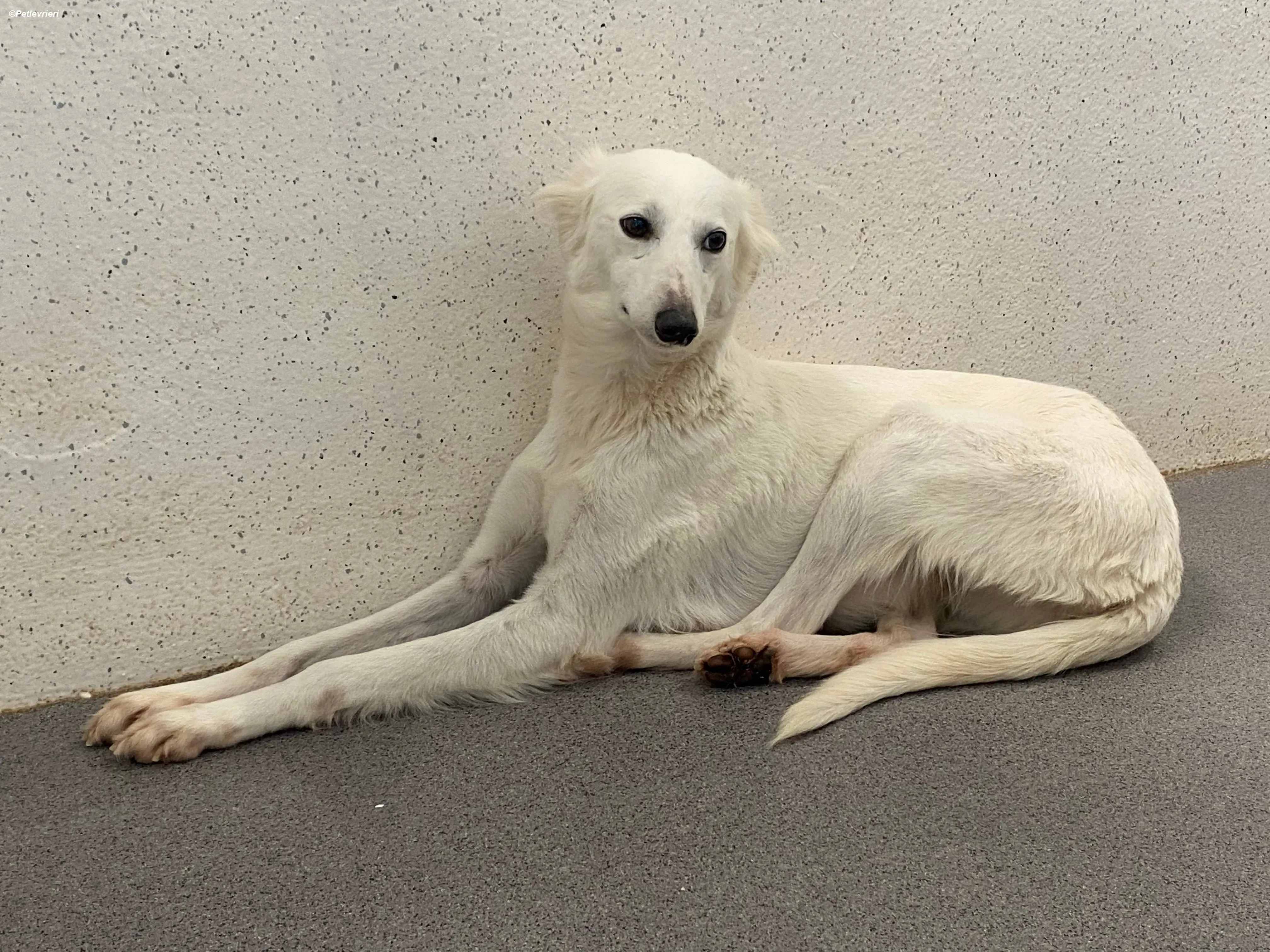 Shelby adozione levrieri greyhound 8