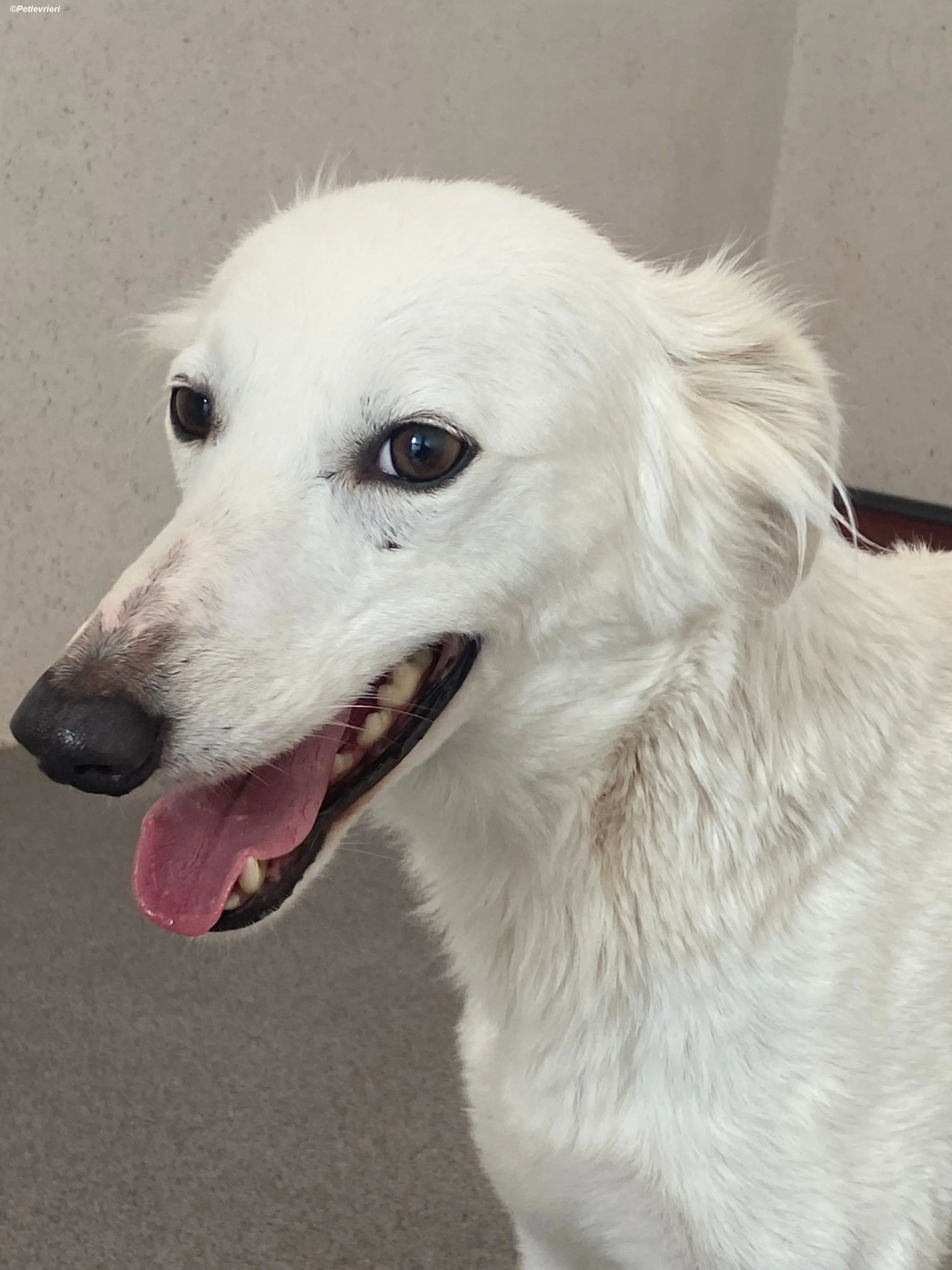 Shelby adozione levrieri greyhound 9