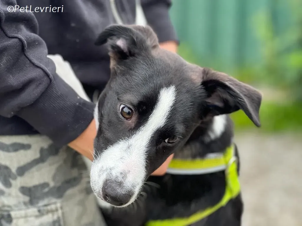 Shelly adozione levrieri greyhound 1