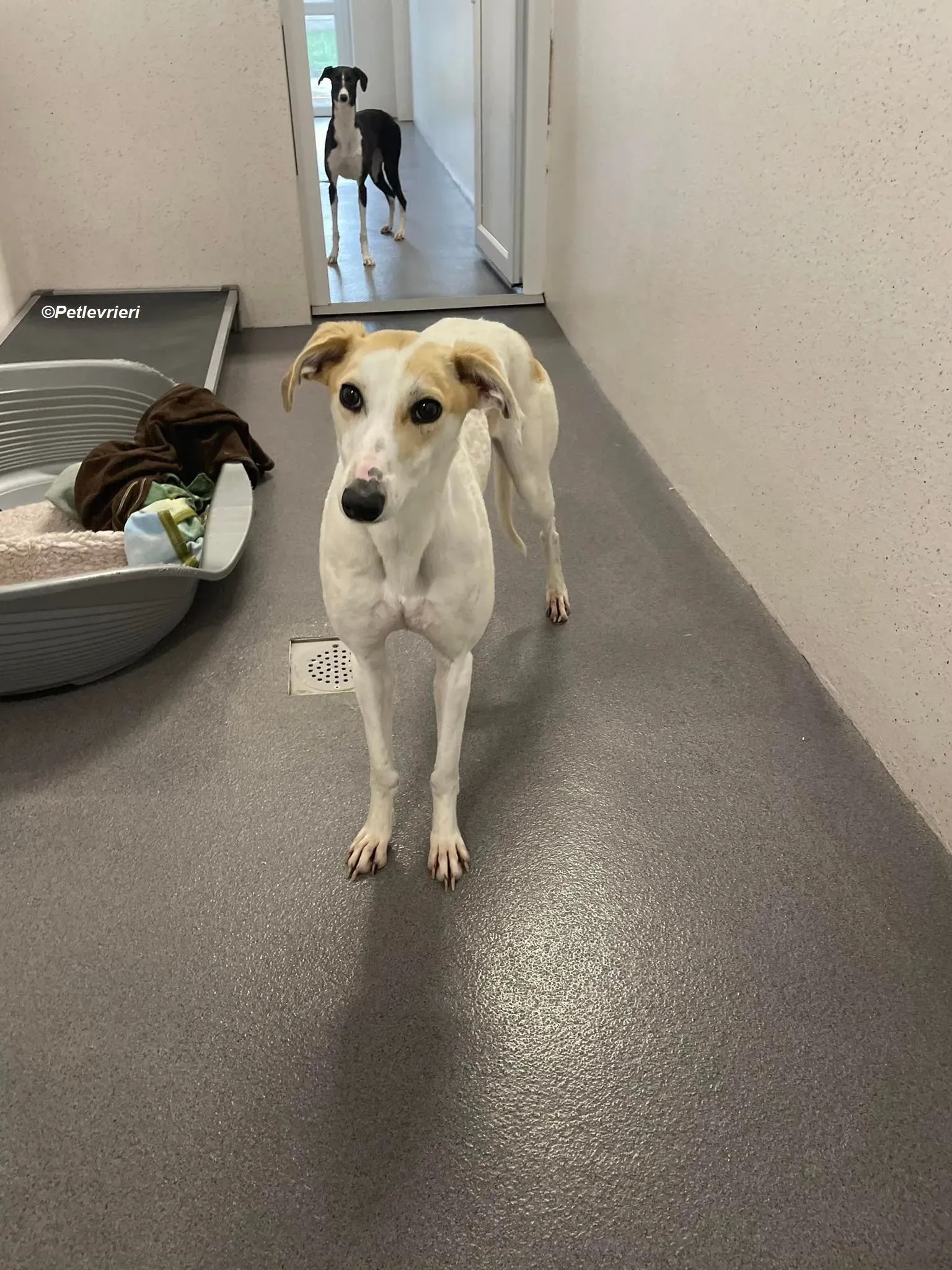 Shelly adozione levrieri greyhound 10