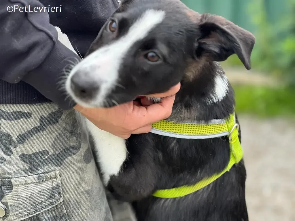 Shelly adozione levrieri greyhound 2