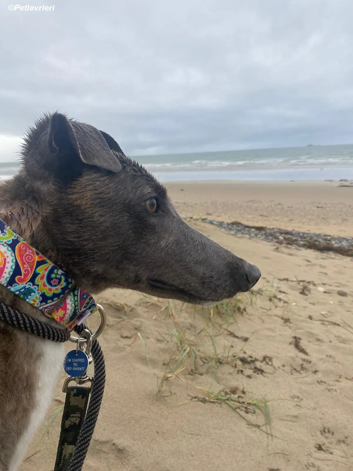 Shelly adozione levrieri greyhound 5