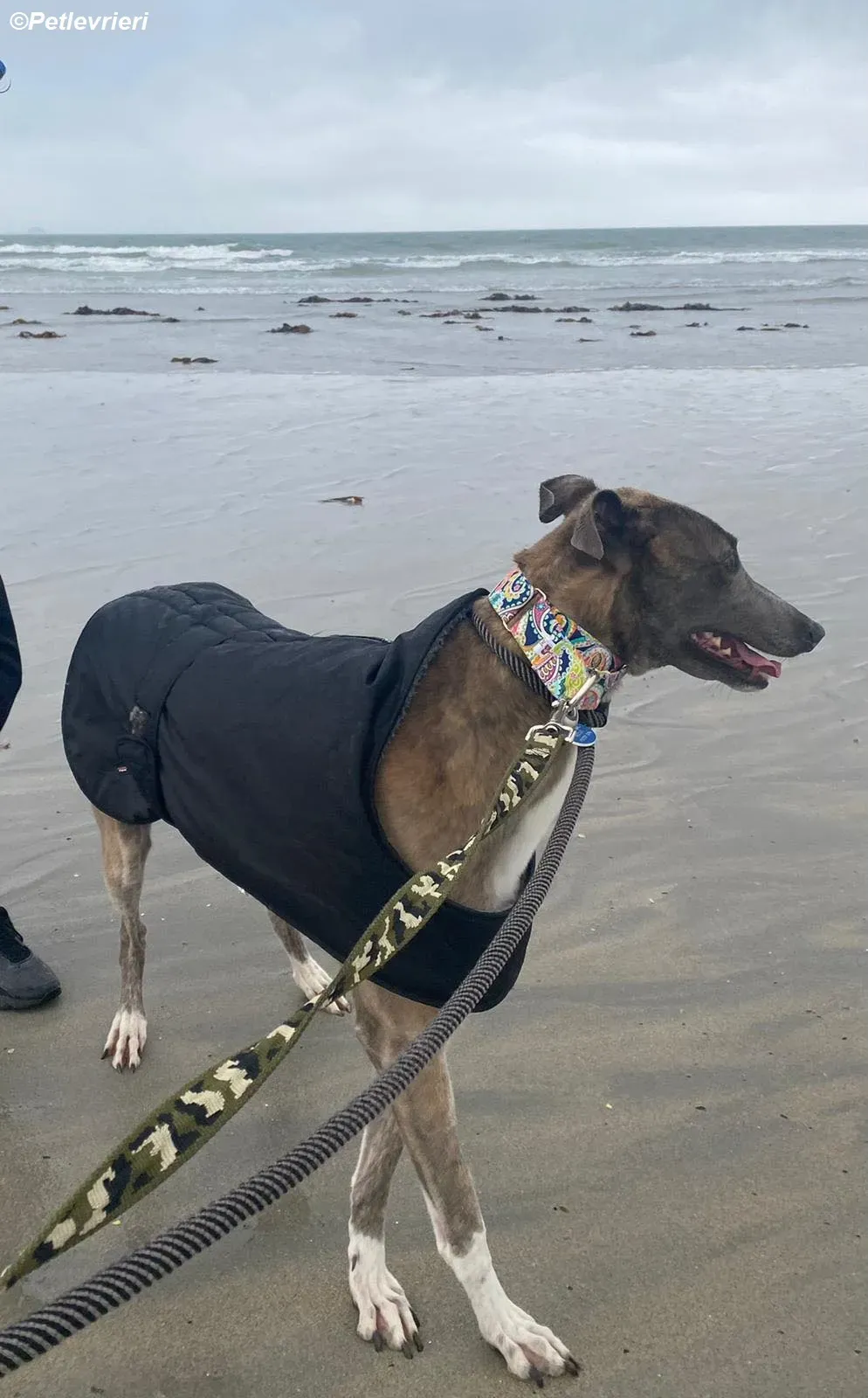 Shelly adozione levrieri greyhound 6