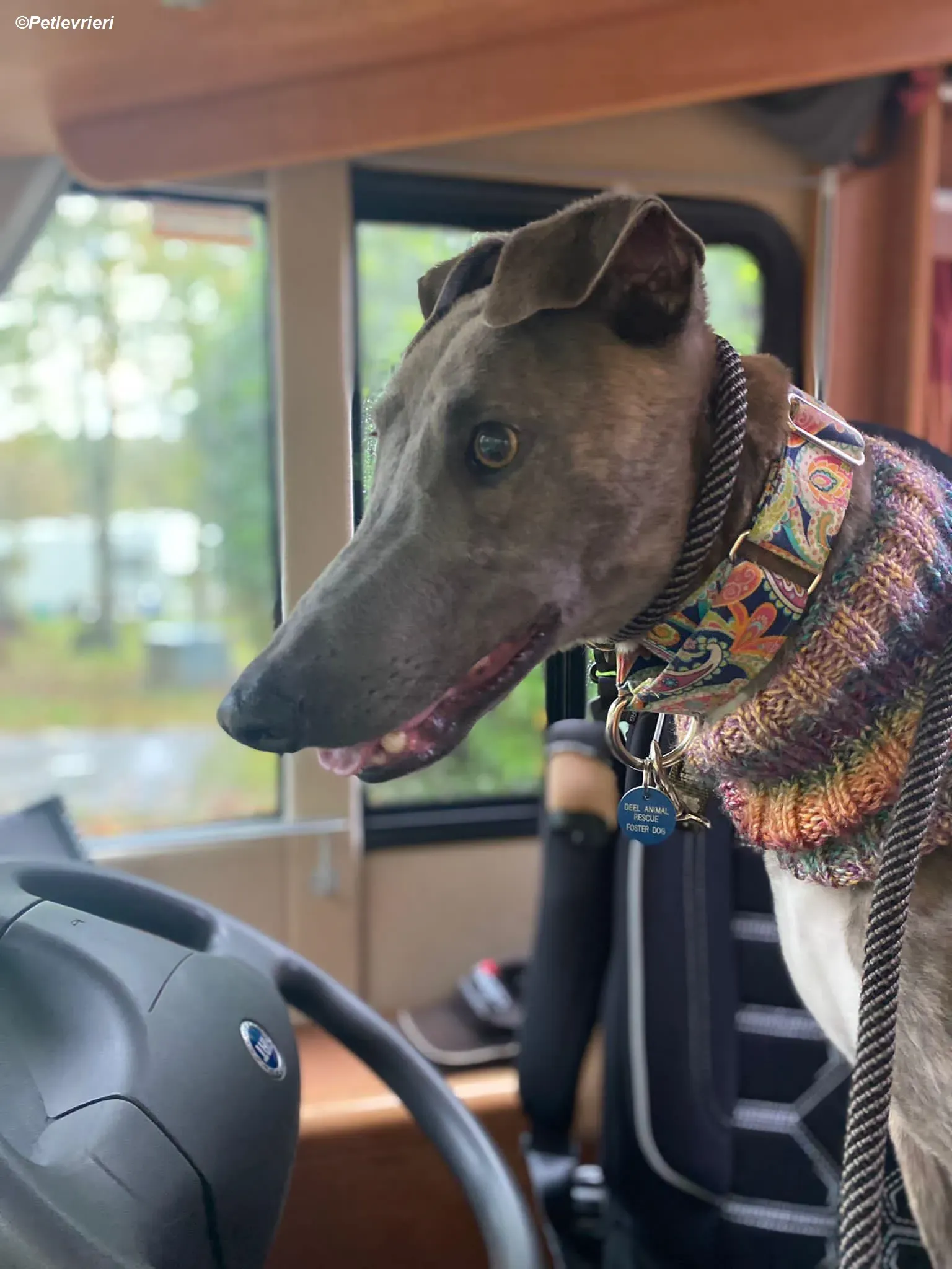 Shelly adozione levrieri greyhound 7