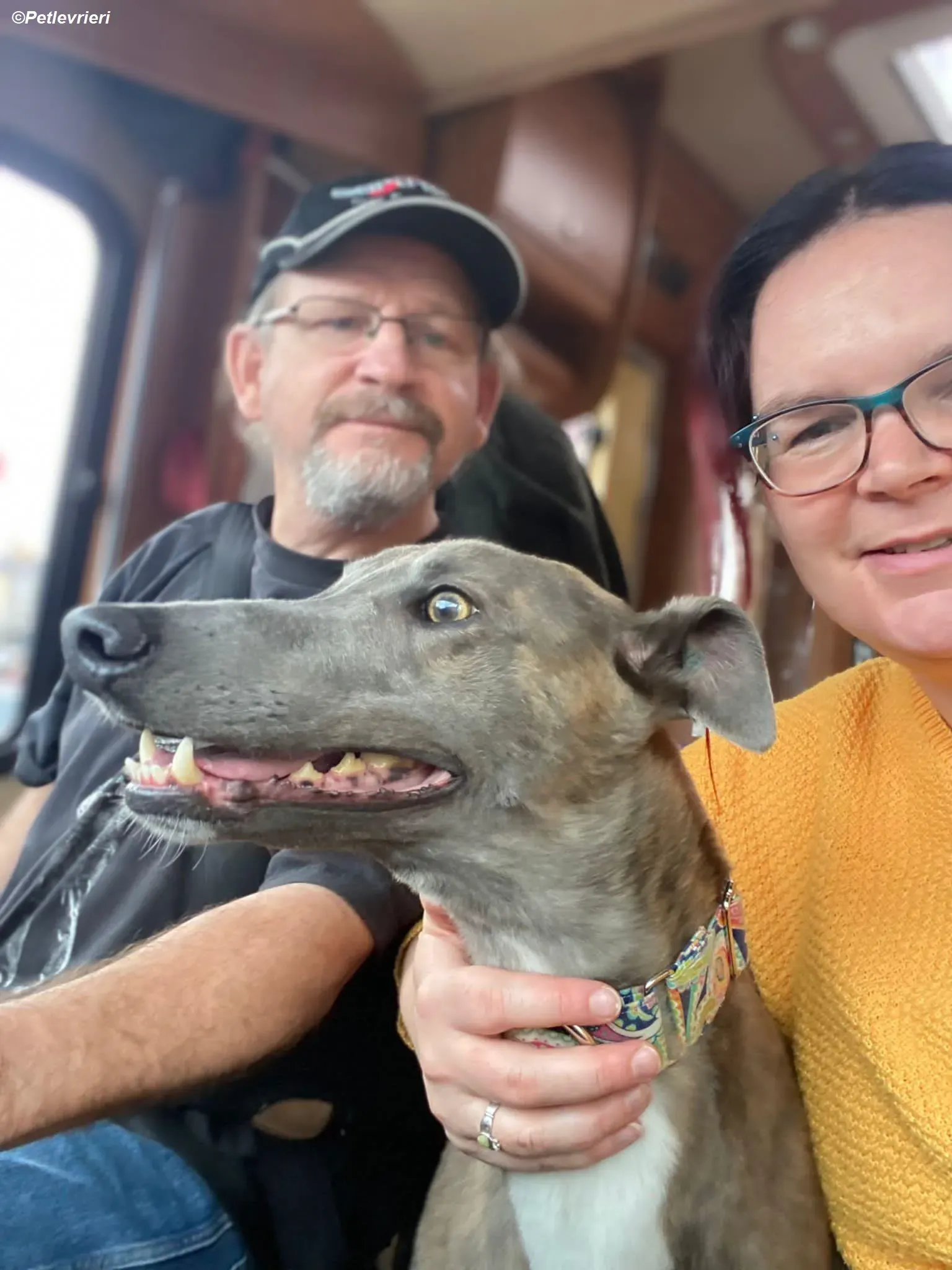 Shelly adozione levrieri greyhound 8