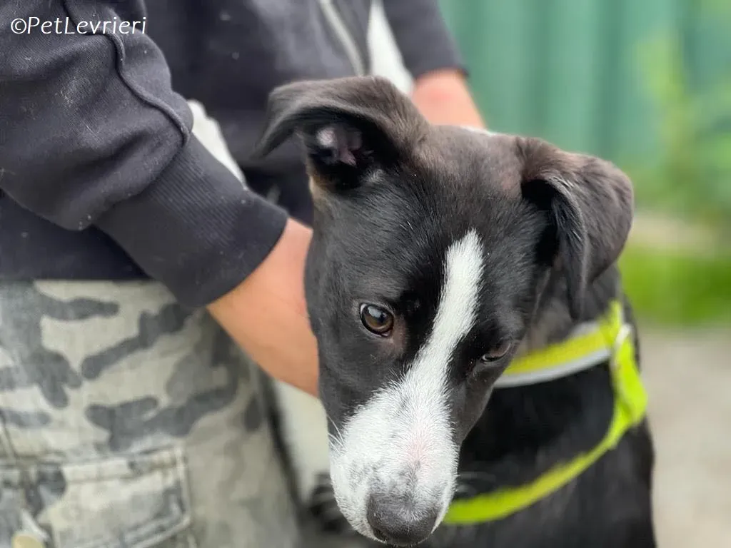 Shelly adozione levrieri greyhound 3