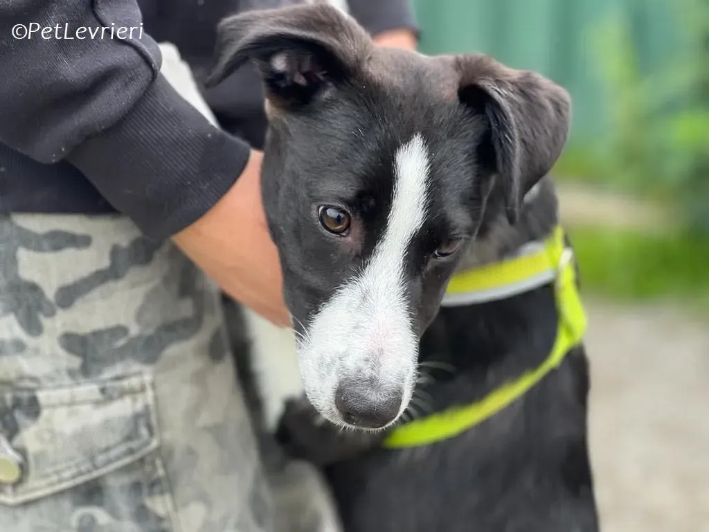 Shelly adozione levrieri greyhound 4