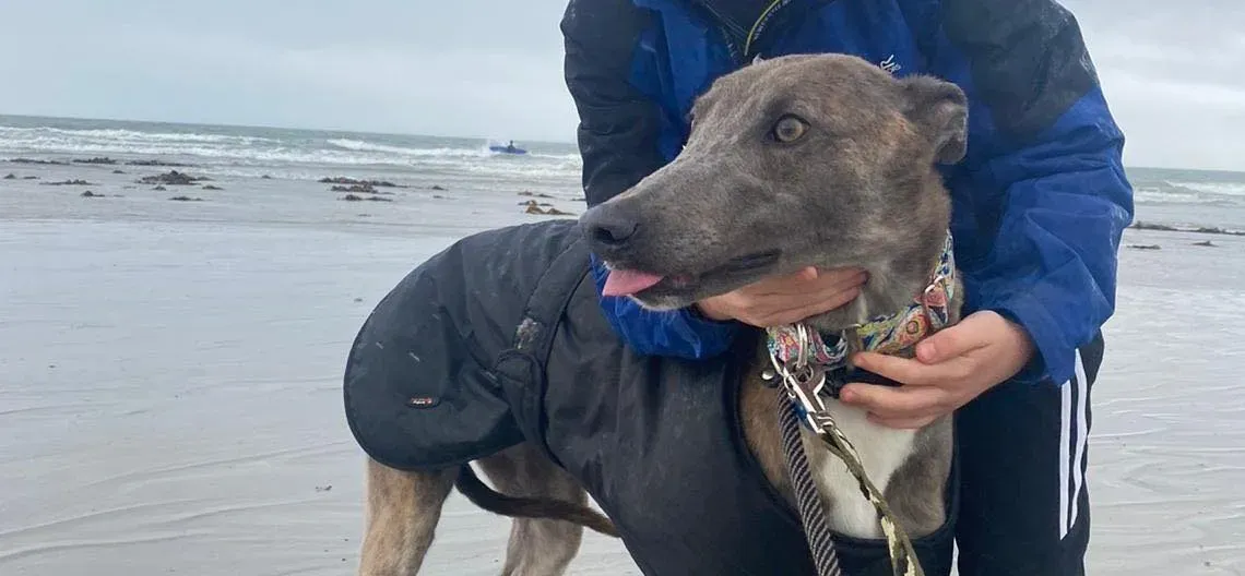 Shelly adozione levrieri greyhound 3 e1666163256962