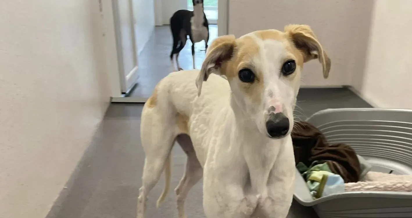 Shelly adozione levrieri greyhound 6 e1649092218812