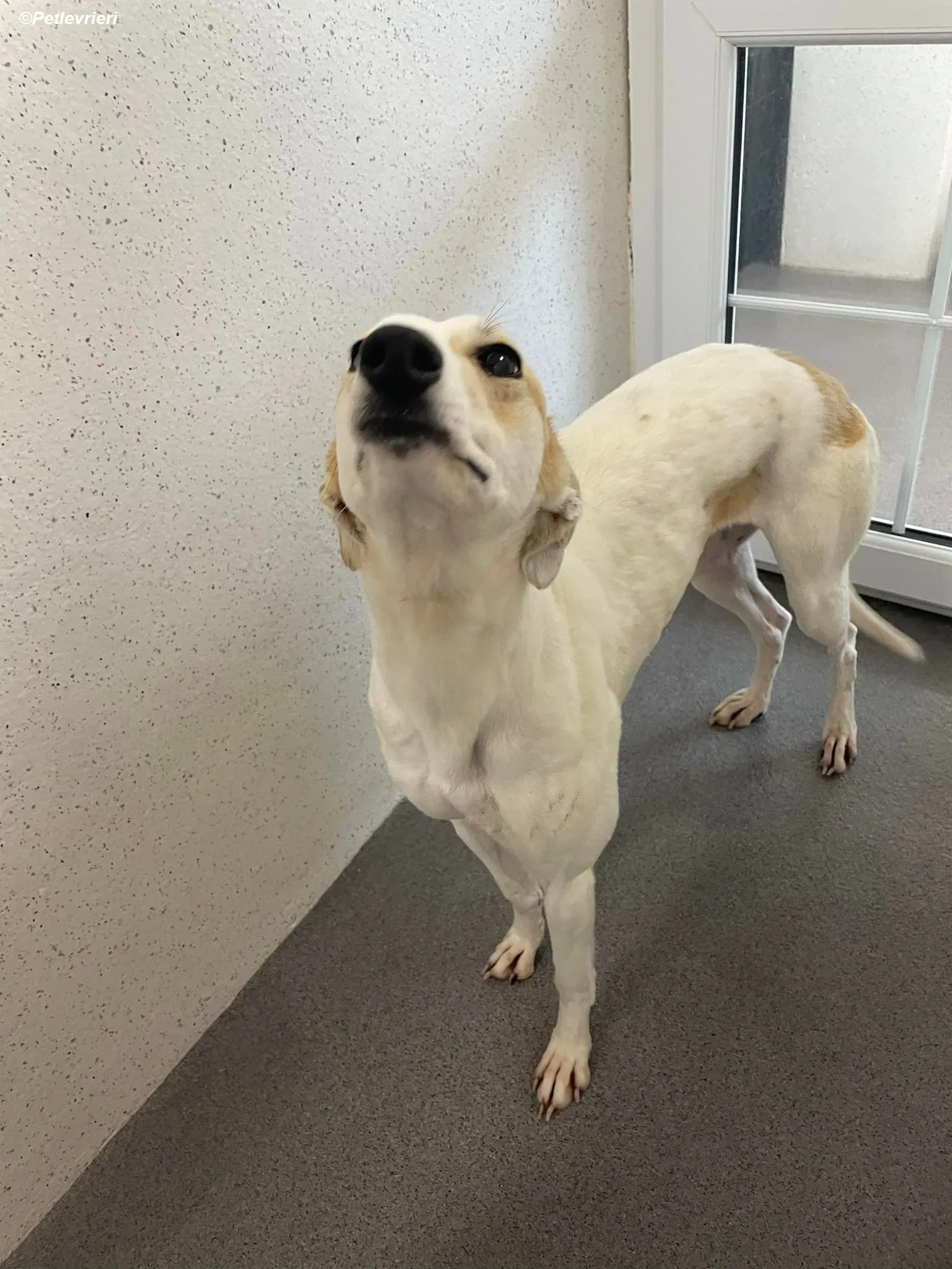 Shelly adozione levrieri greyhound 9