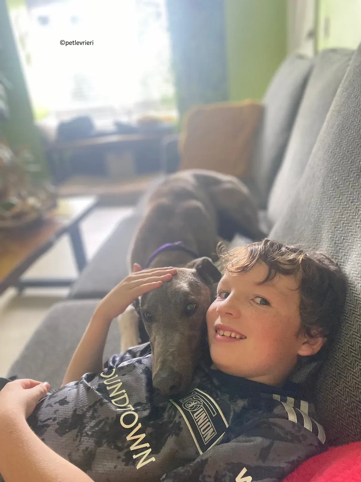 Shelly adozione levriero greyhound 1 1