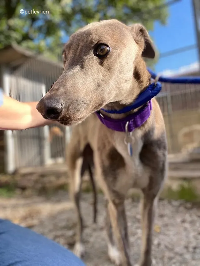 Shelly adozione levriero greyhound 1