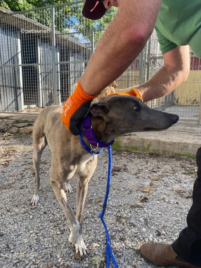 Shelly adozione levriero greyhound 10