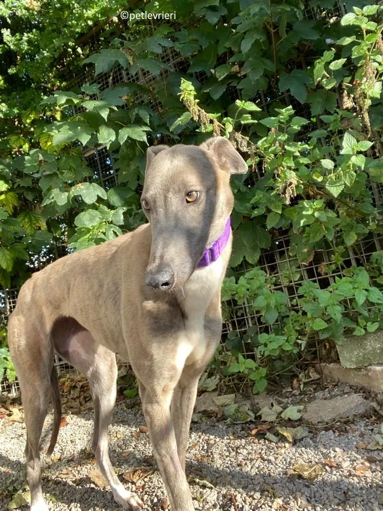 Shelly adozione levriero greyhound 11