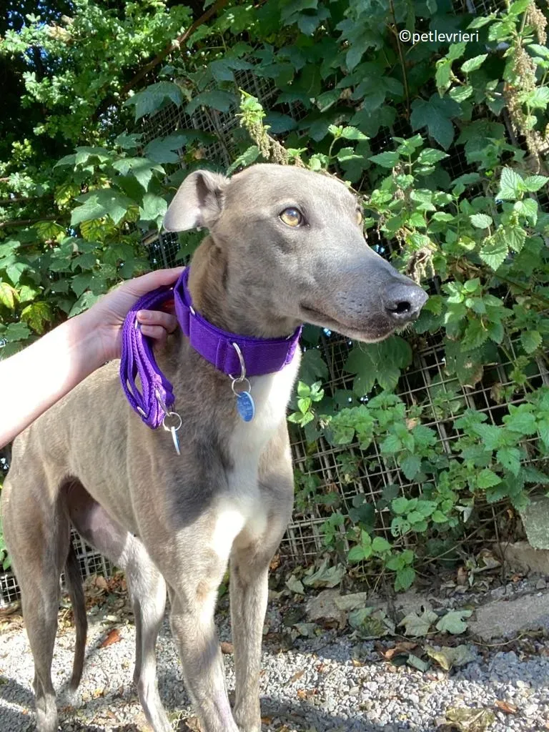 Shelly adozione levriero greyhound 12