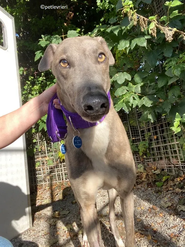 Shelly adozione levriero greyhound 13