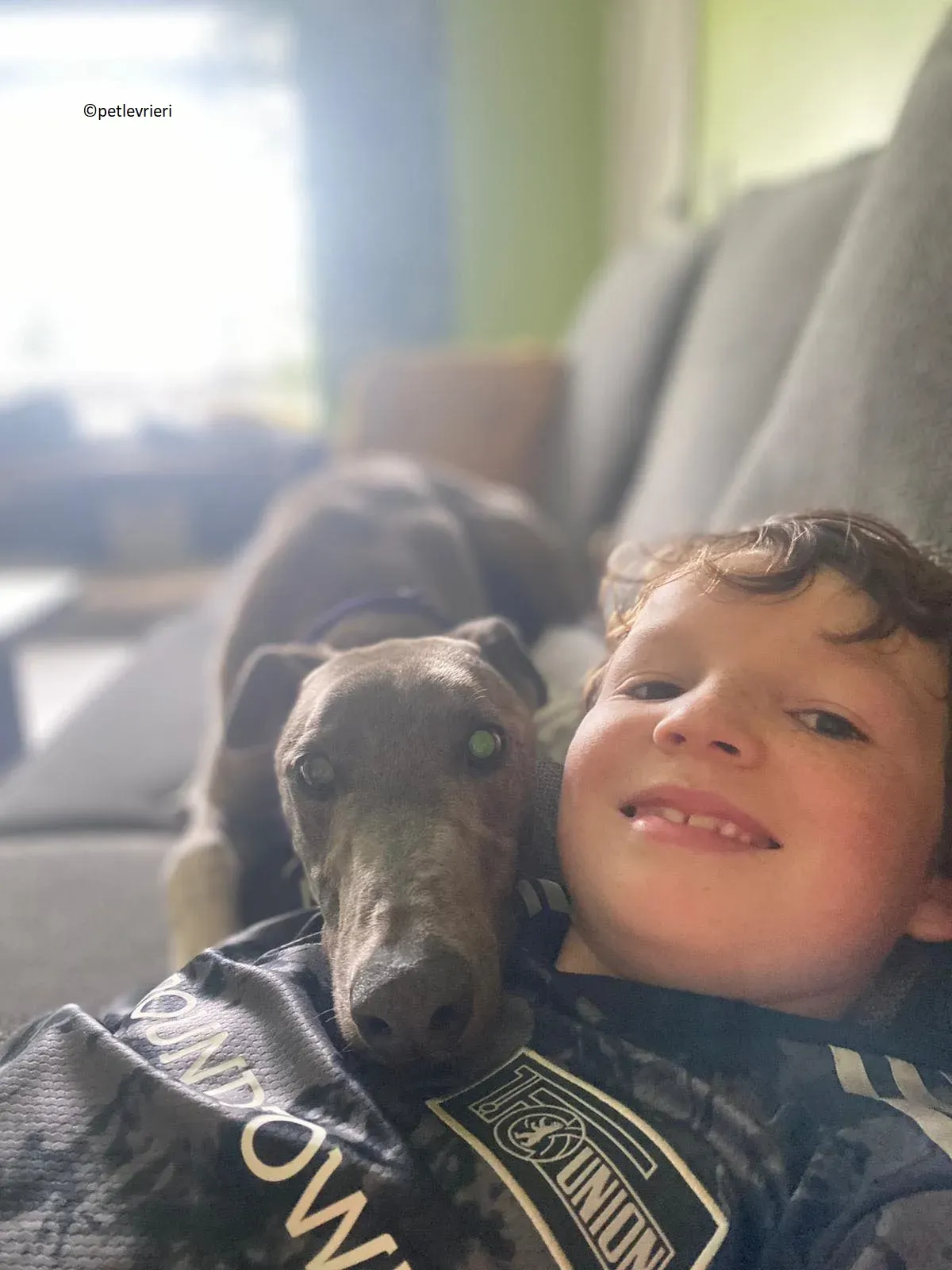 Shelly adozione levriero greyhound 2 1