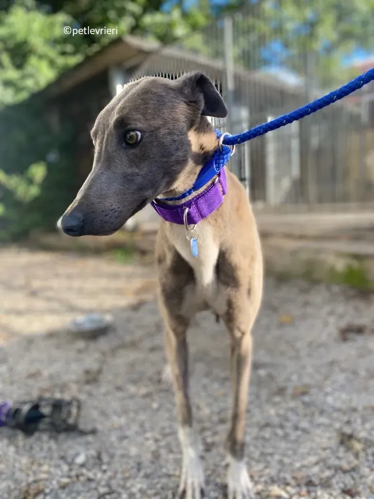 Shelly adozione levriero greyhound 2