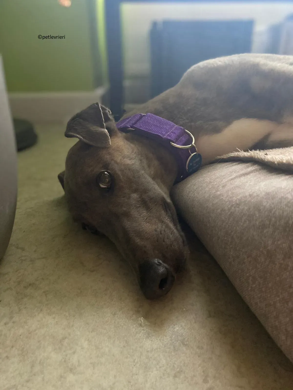 Shelly adozione levriero greyhound 3 1