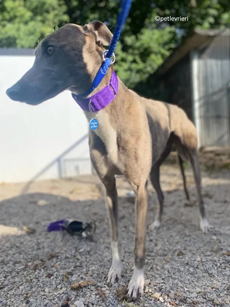 Shelly adozione levriero greyhound 3