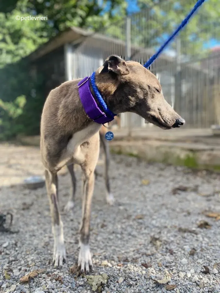 Shelly adozione levriero greyhound 4
